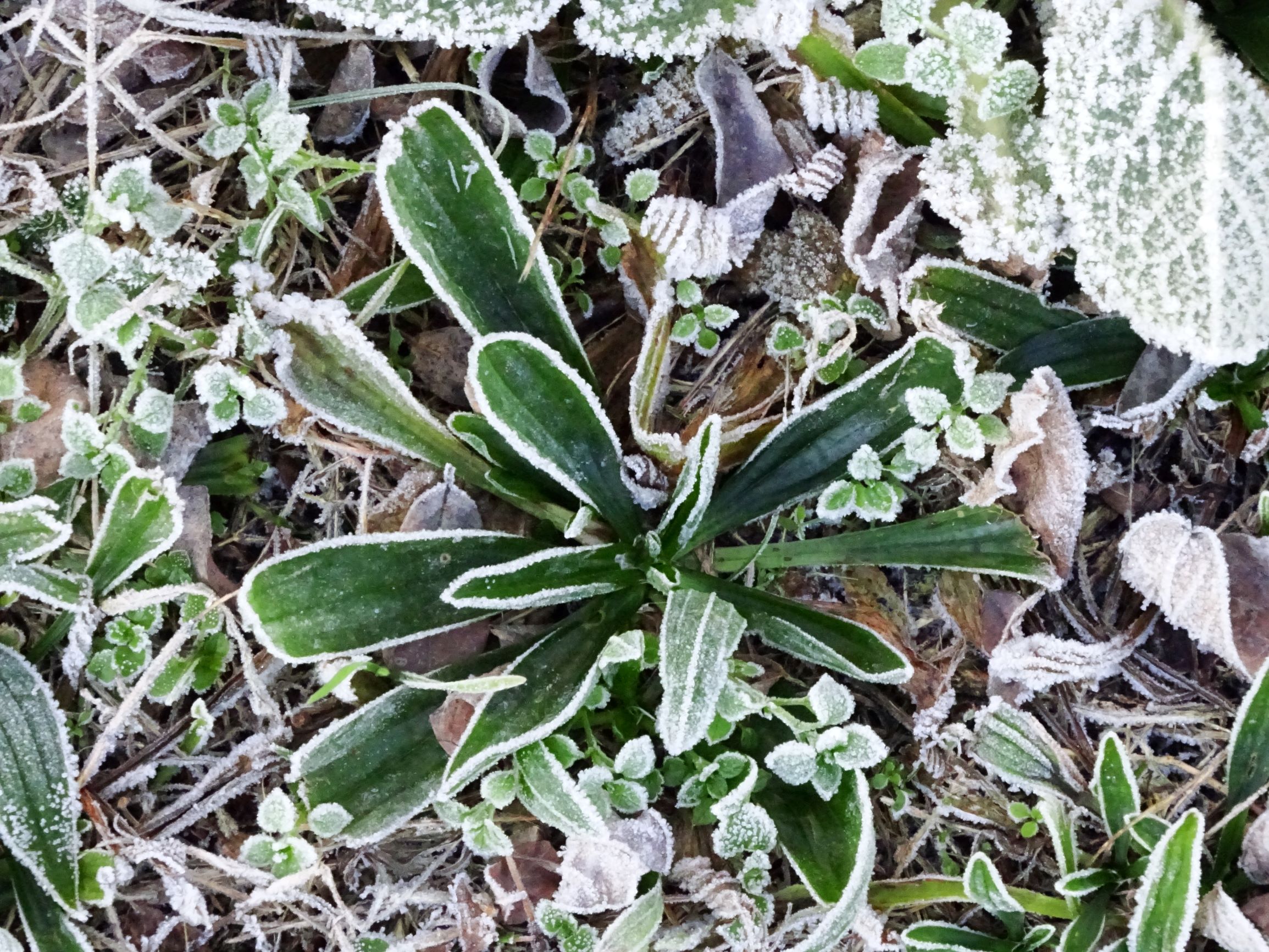 DSC03631 prellenkirchen-mitte, 2020-11-22, plantago lanceolata.JPG