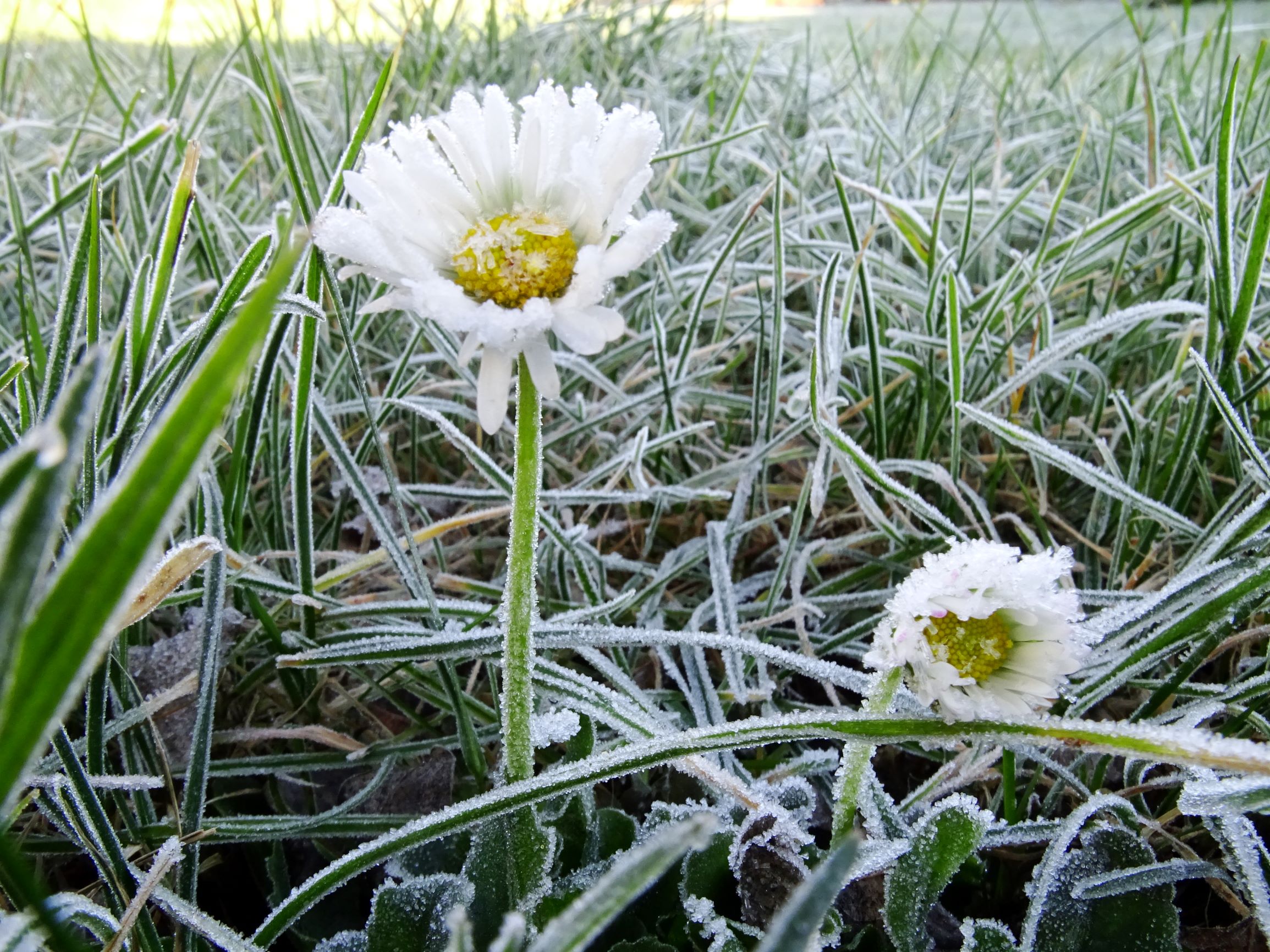 DSC03640 prellenkirchen-mitte, 2020-11-22, bellis perennis.JPG