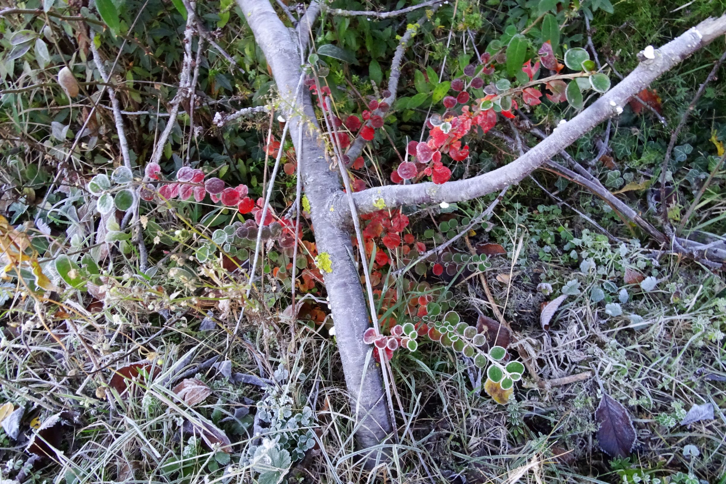 DSC03672 prellenkirchen-mitte, 2020-11-22, cotoneaster apiculatus etc.JPG