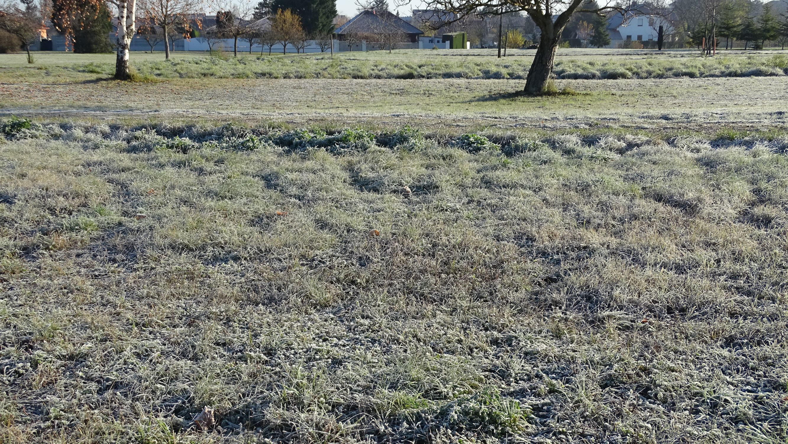 DSC03693 prellenkirchen-mitte, 2020-11-22, Frühwintermorgen.JPG