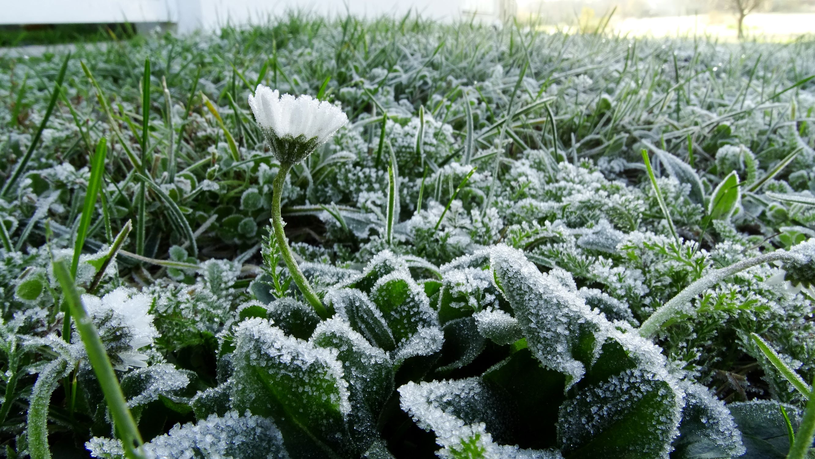 DSC03758 prellenkirchen-mitte, 2020-11-22, bellis perennis.JPG