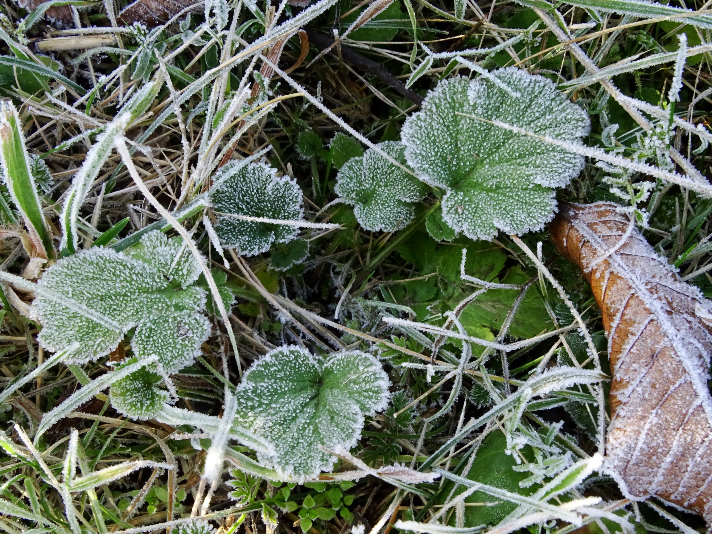 DSC03815 prellenkirchen-mitte, 2020-11-22, geum urbanum.JPG