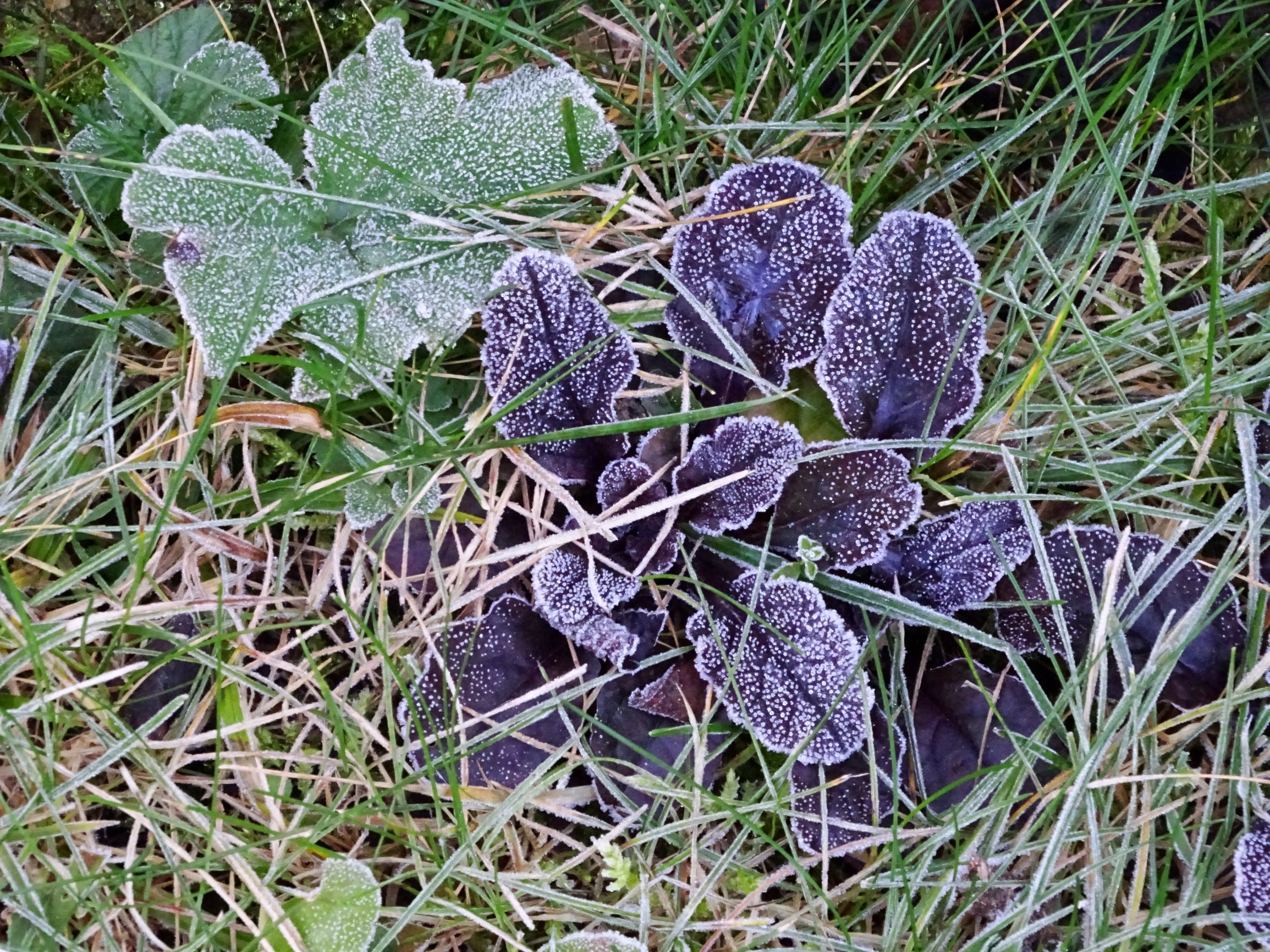 DSC03867 prellenkirchen-mitte, 2020-11-22, ajuga reptans.JPG