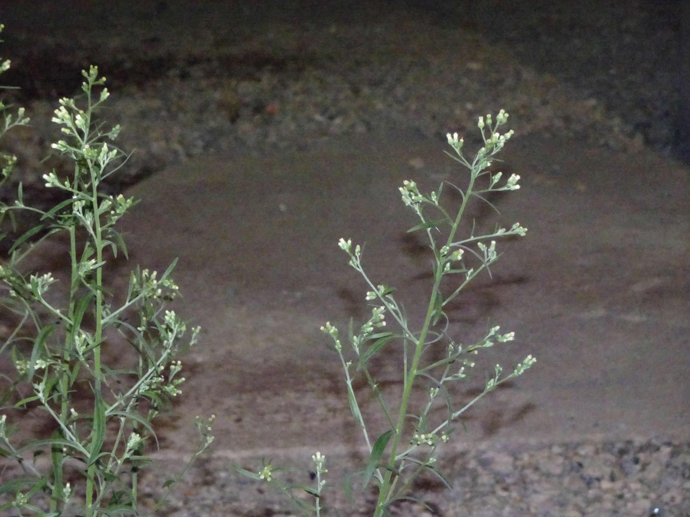 DSC09091 2020-08-07, wien 3, erdbergstraße unter A23, erigeron sp..JPG