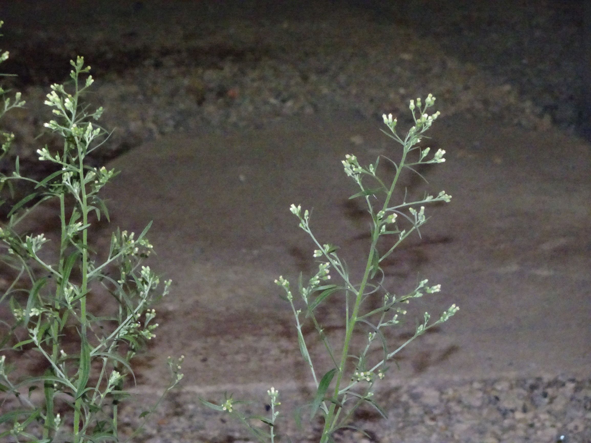 DSC09091 2020-08-07, wien 3, erdbergstraße unter A23, erigeron sp..JPG