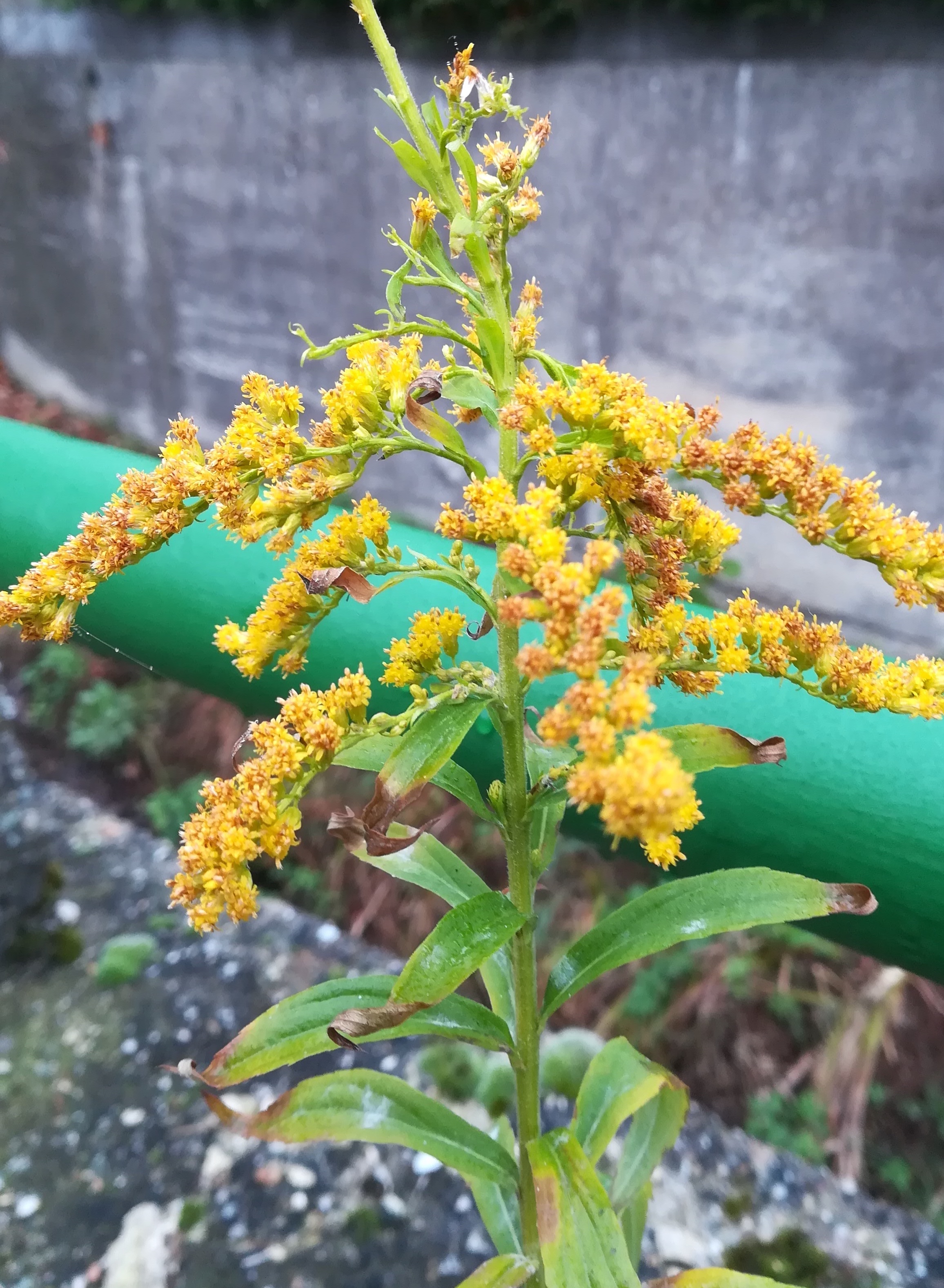 solidago canadensis dürre liesing kaltenleutgeben_20201128_125830.jpg