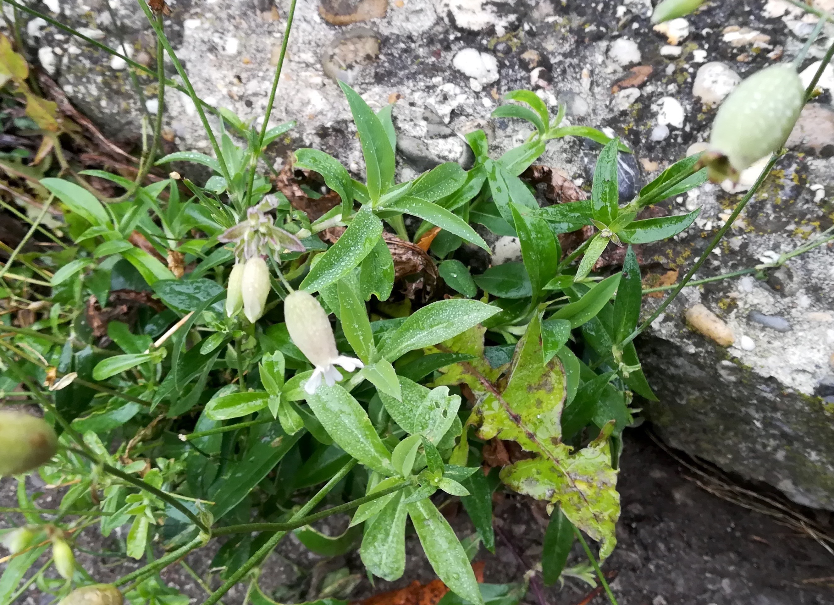 silene vulgaris subsp. vulgaris dürre liesing kaltenleutgeben_20201128_125821.jpg