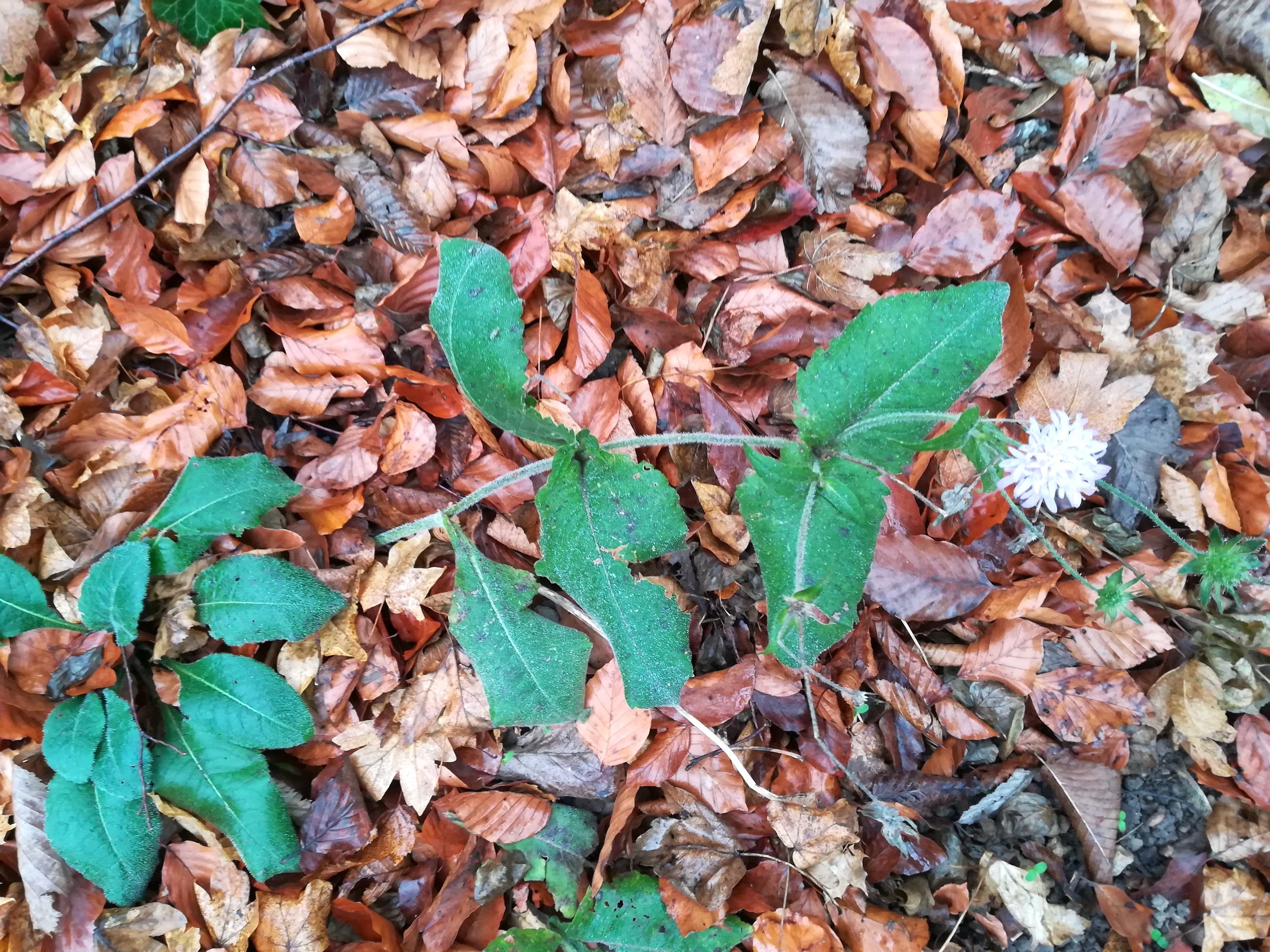 knautia drymeia um rebekkaquelle kaltenleutgeben_20201128_120435.jpg