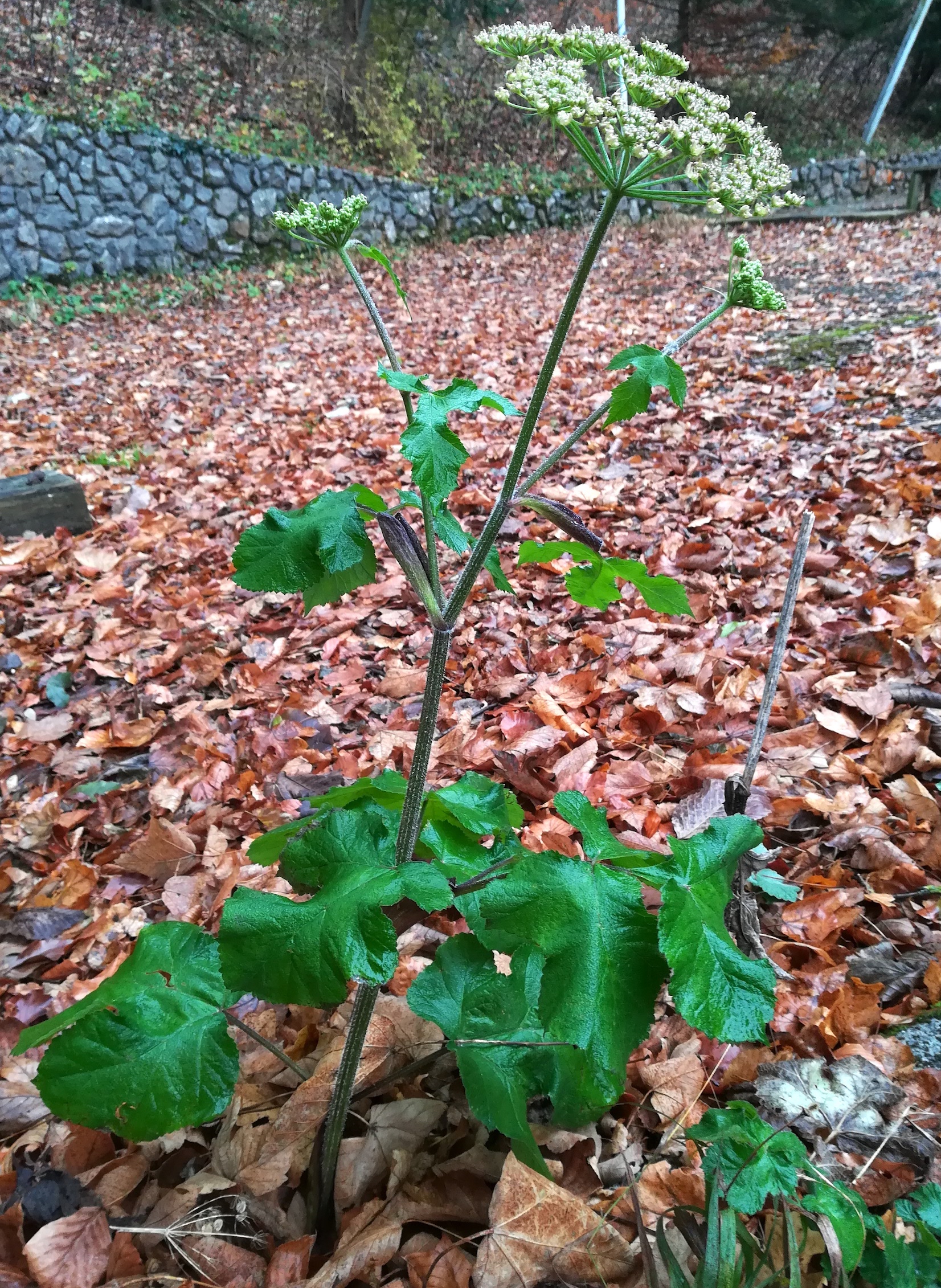 heracleum sphondylium um rebekkaquelle kaltenleutgeben_20201128_120336.jpg