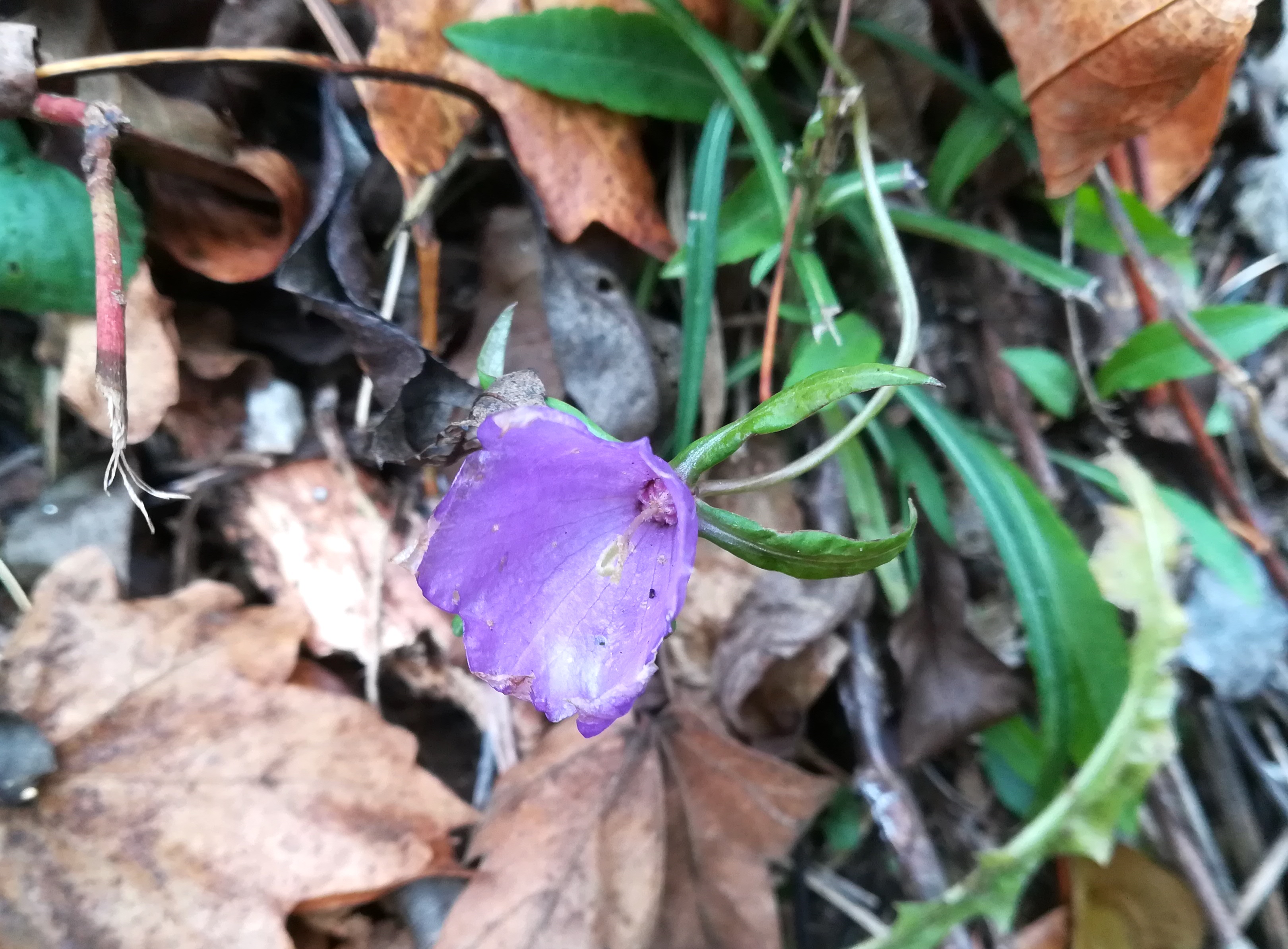 campanula cf. persicifolia um rebekkaquelle kaltenleutgeben_20201128_115307.jpg