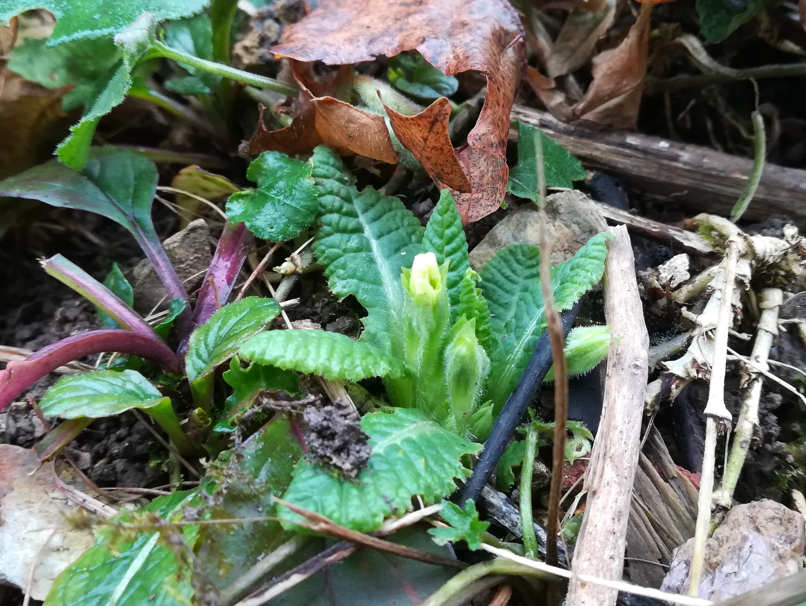 primula vulgaris um rebekkaquelle kaltenleutgeben_20201128_114935.jpg