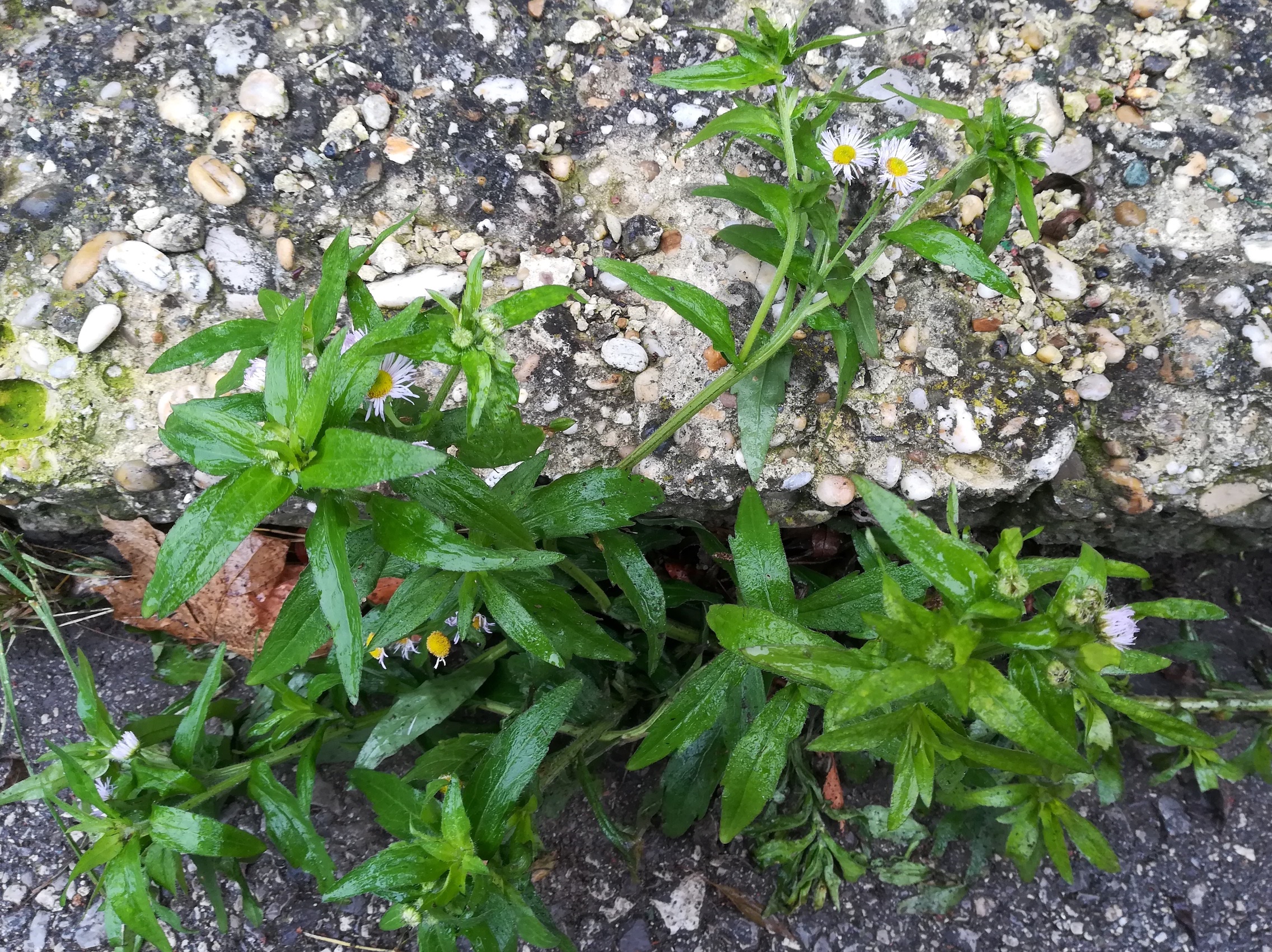 erigeron annuus um rebekkaquelle kaltenleutgeben_20201128_125739.jpg