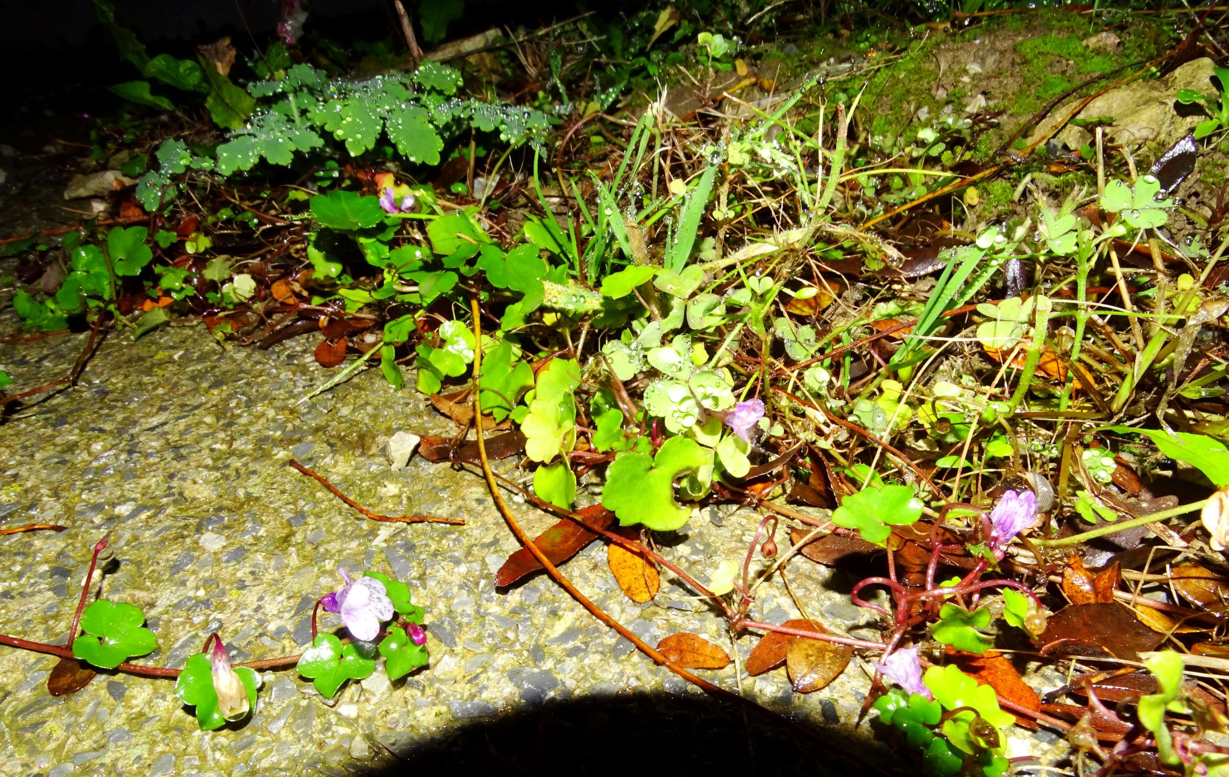 DSC03303 2020-11-16, friedhof hainburg, cymbalaria muralis.JPG