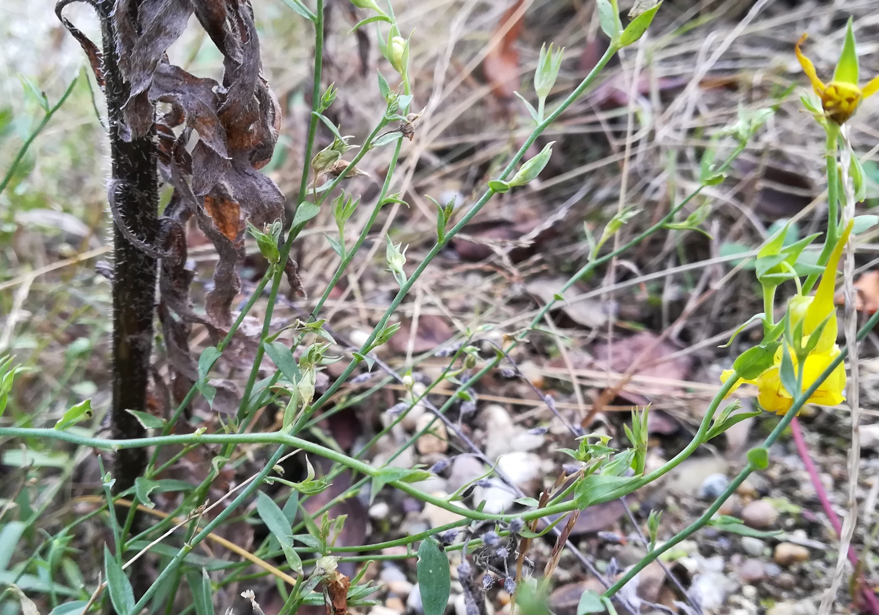 linaria genistifolia botanischer garten_20201129_143555.jpg