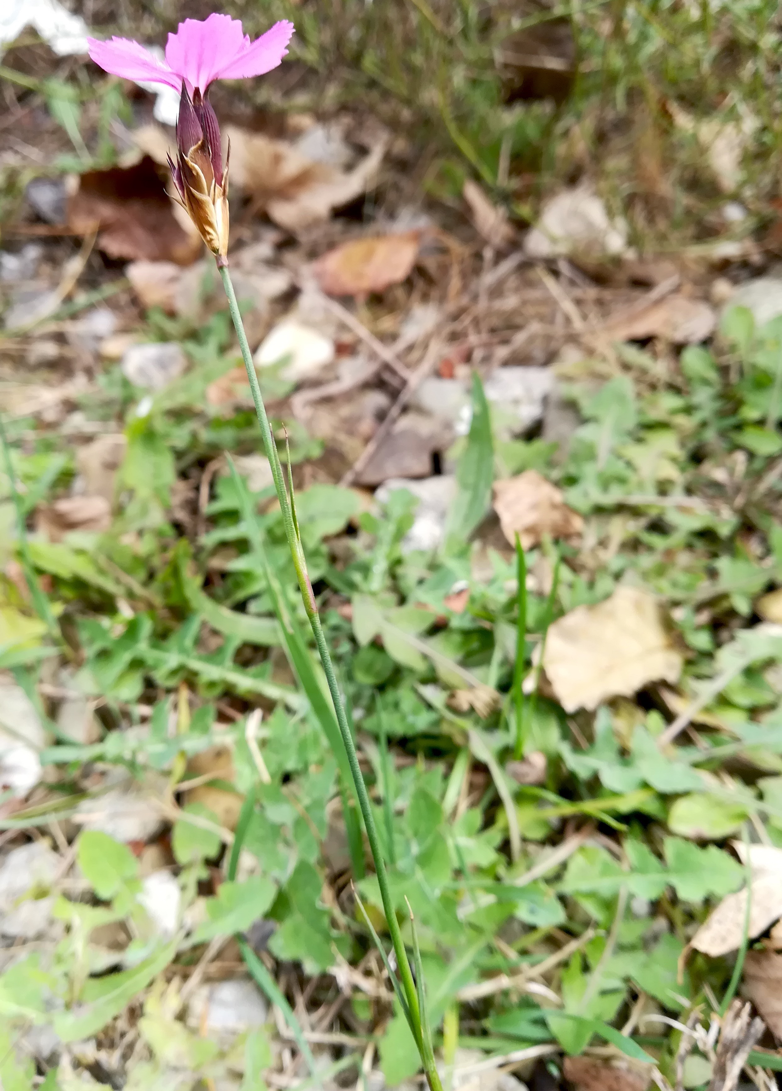 dianthus carthusianorum agg. s-bahn-station brünnergasse_20201130_111326.jpg