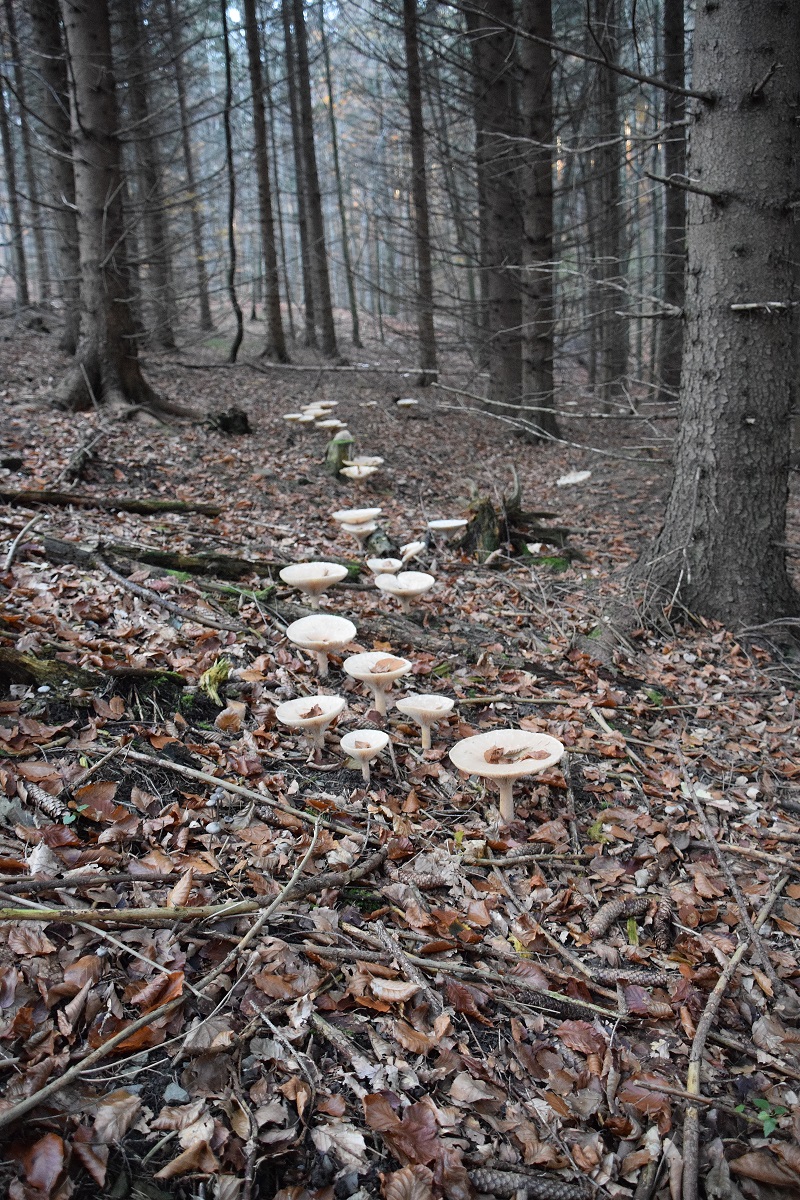 Kreuzeck-06112020-(49) - Weg D Fichtenwald rechts - Infundibulicybe geotropa - Mönchskopf.JPG