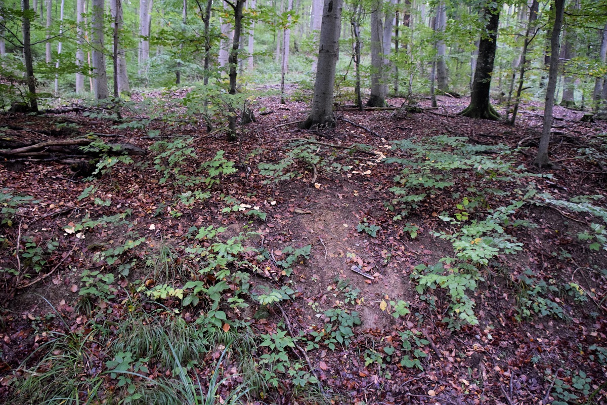 Kreuzeck-18102020-(175) - Weg D - Hydnum repandum - Semmelstoppelpilz.JPG