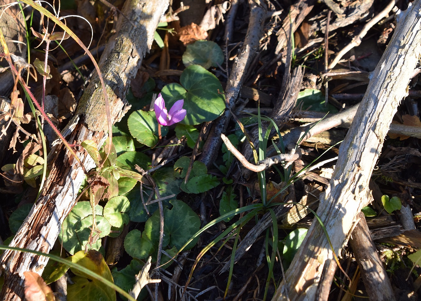 Ranzenbach-21112020-(1) - Weg A - Cyclamen purpurascens - Alpen-Zyklame.JPG