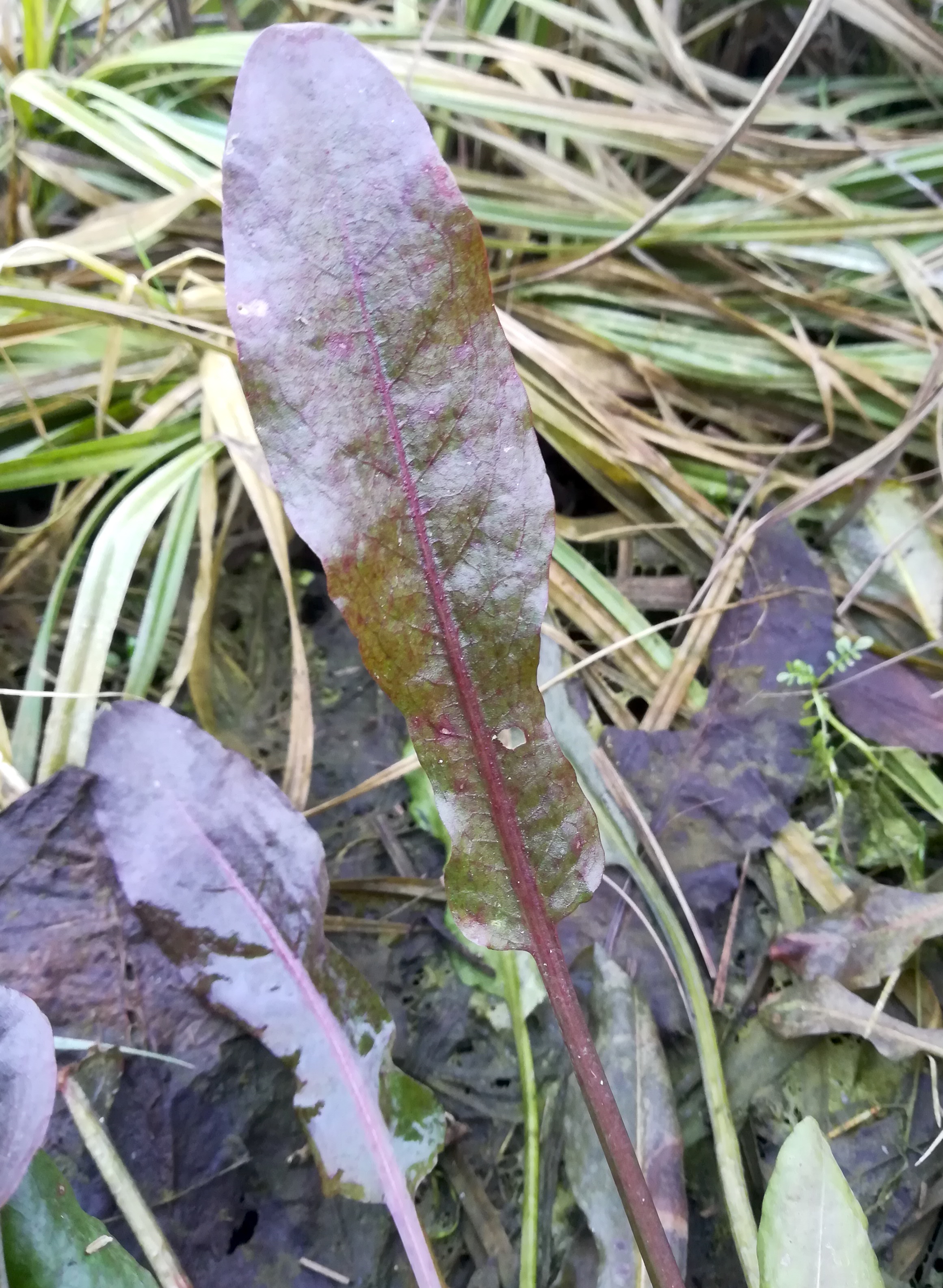 rumex sp. rabensburg mühlgrabenwiesen_20201208_130511.jpg