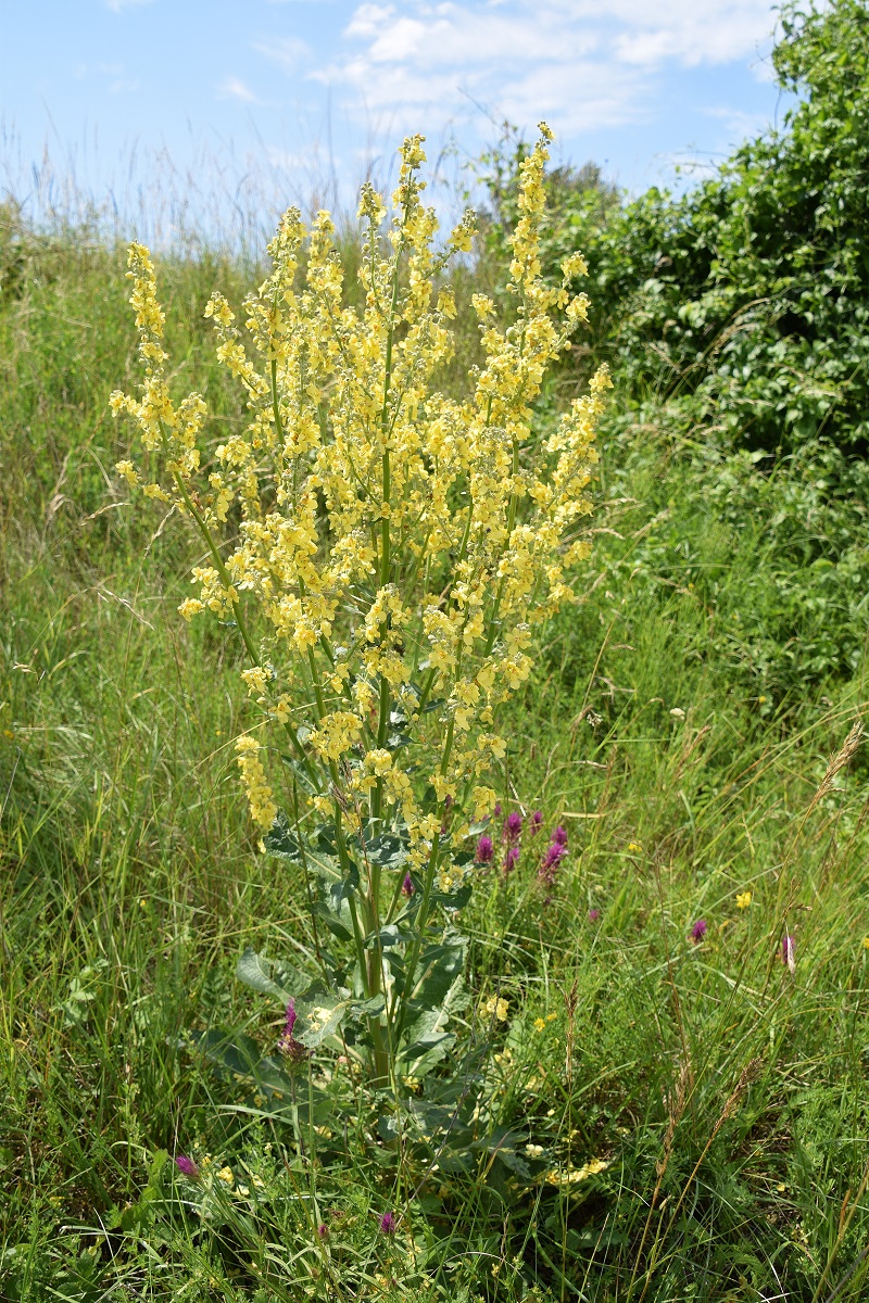 Stotzing - Heide-26062020-(53) - Verbascum speciosum.JPG