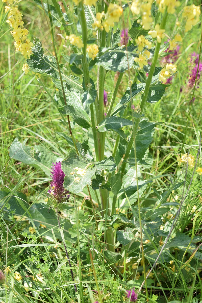 Stotzing - Heide-26062020-(55) Verbascum spec und Melampyrum arvense - Acker-Wachtelweizen.JPG