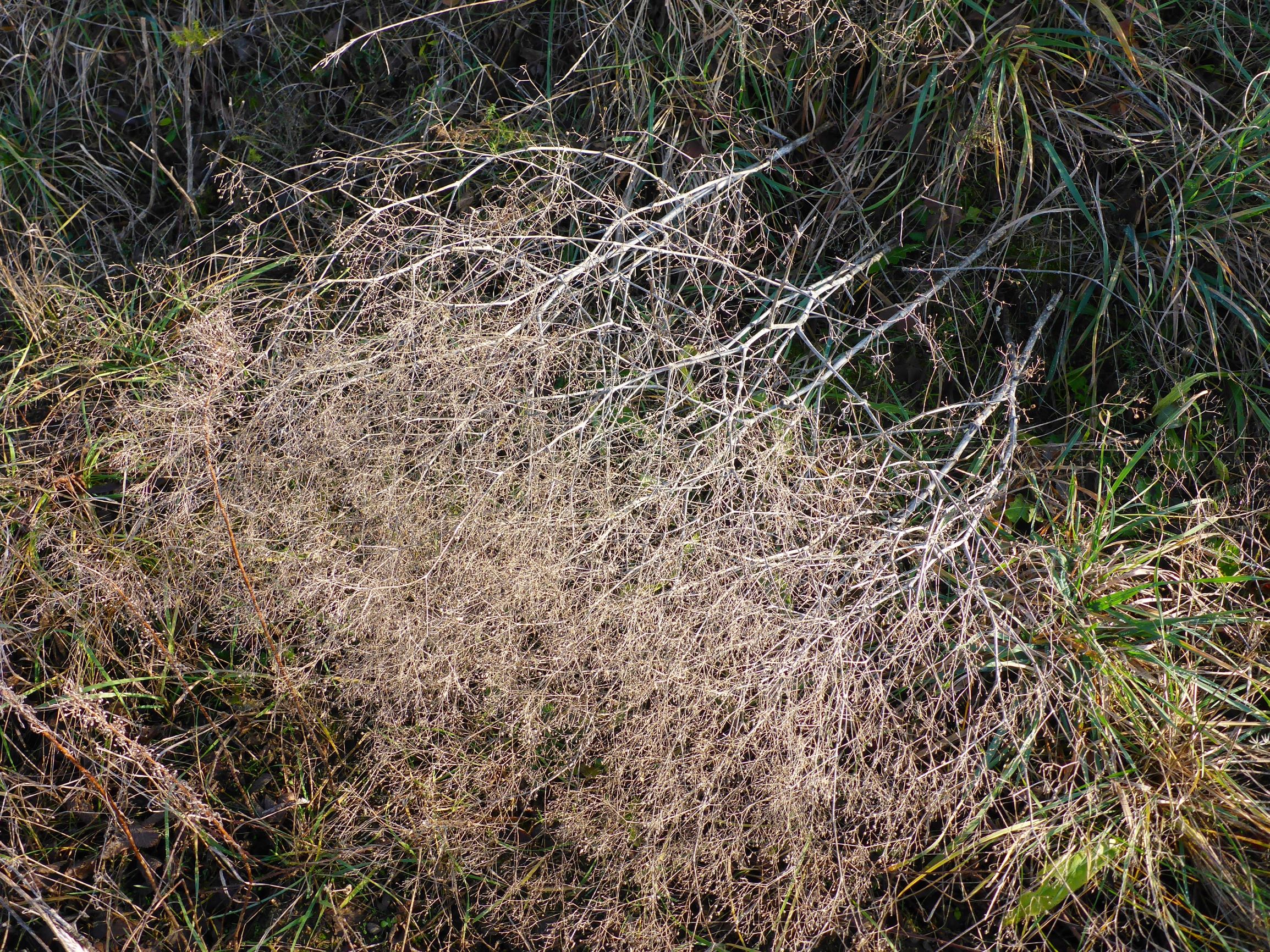 P2430404sandberge oberweiden, 2020-12-14, aufforstung, gypsophila paniculata.JPG