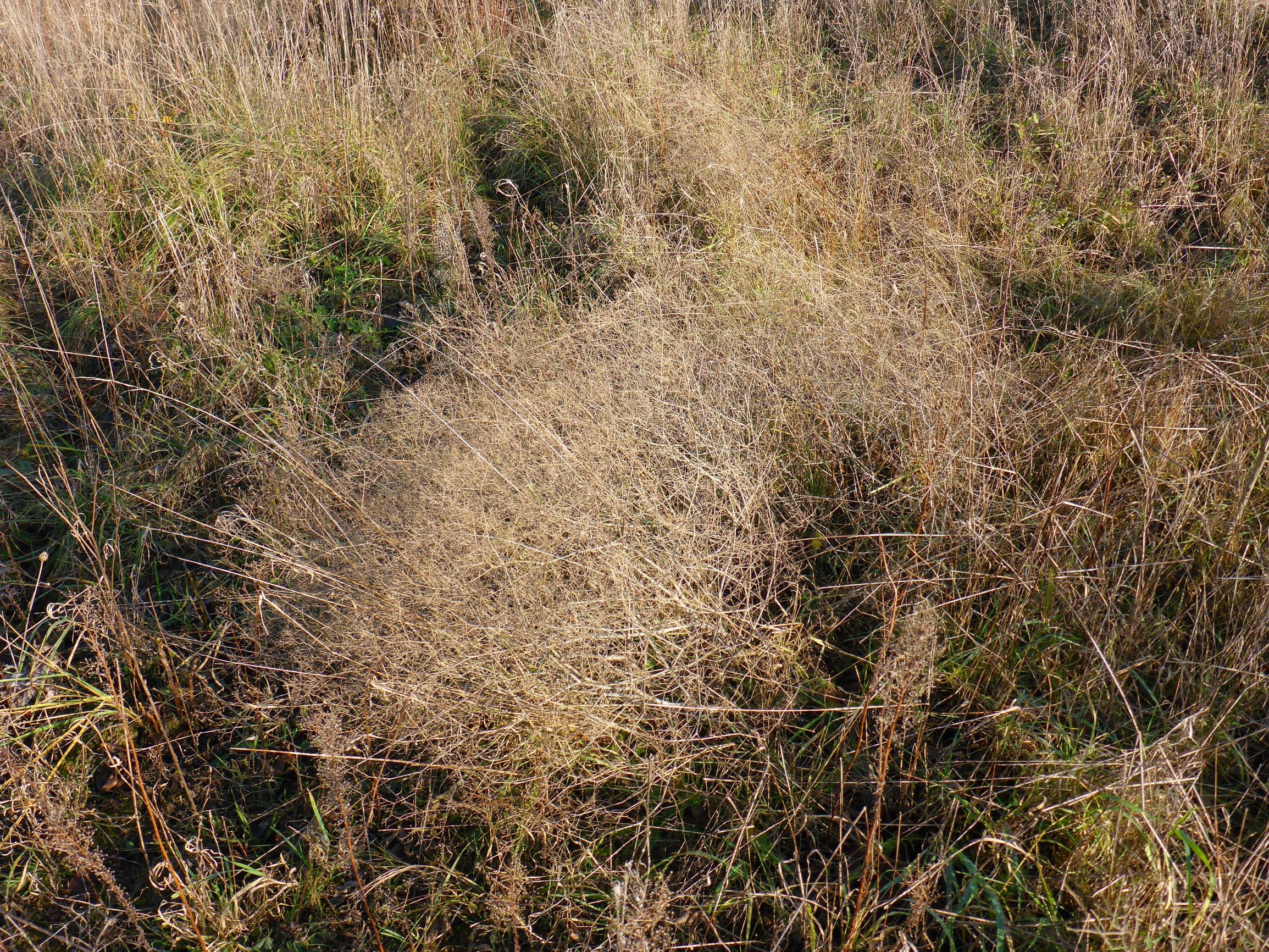 P2430409 sandberge oberweiden, 2020-12-14, aufforstung, gypsophila paniculata.JPG