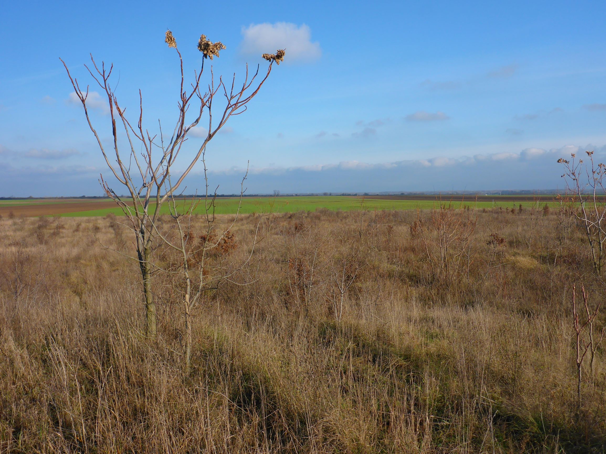 P2430411 sandberge oberweiden, 2020-12-14, aufforstung.JPG