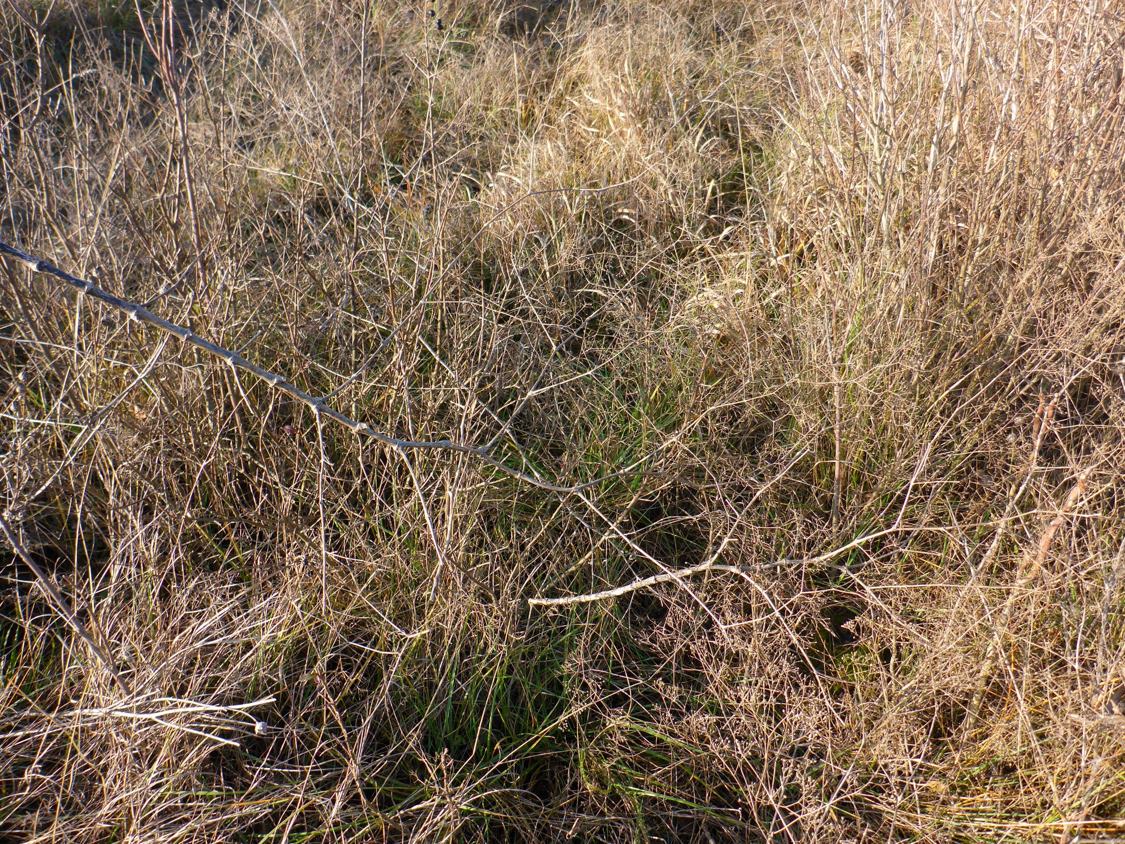 P2430423 sandberge oberweiden, 2020-12-14, gypsophila paniculata.JPG