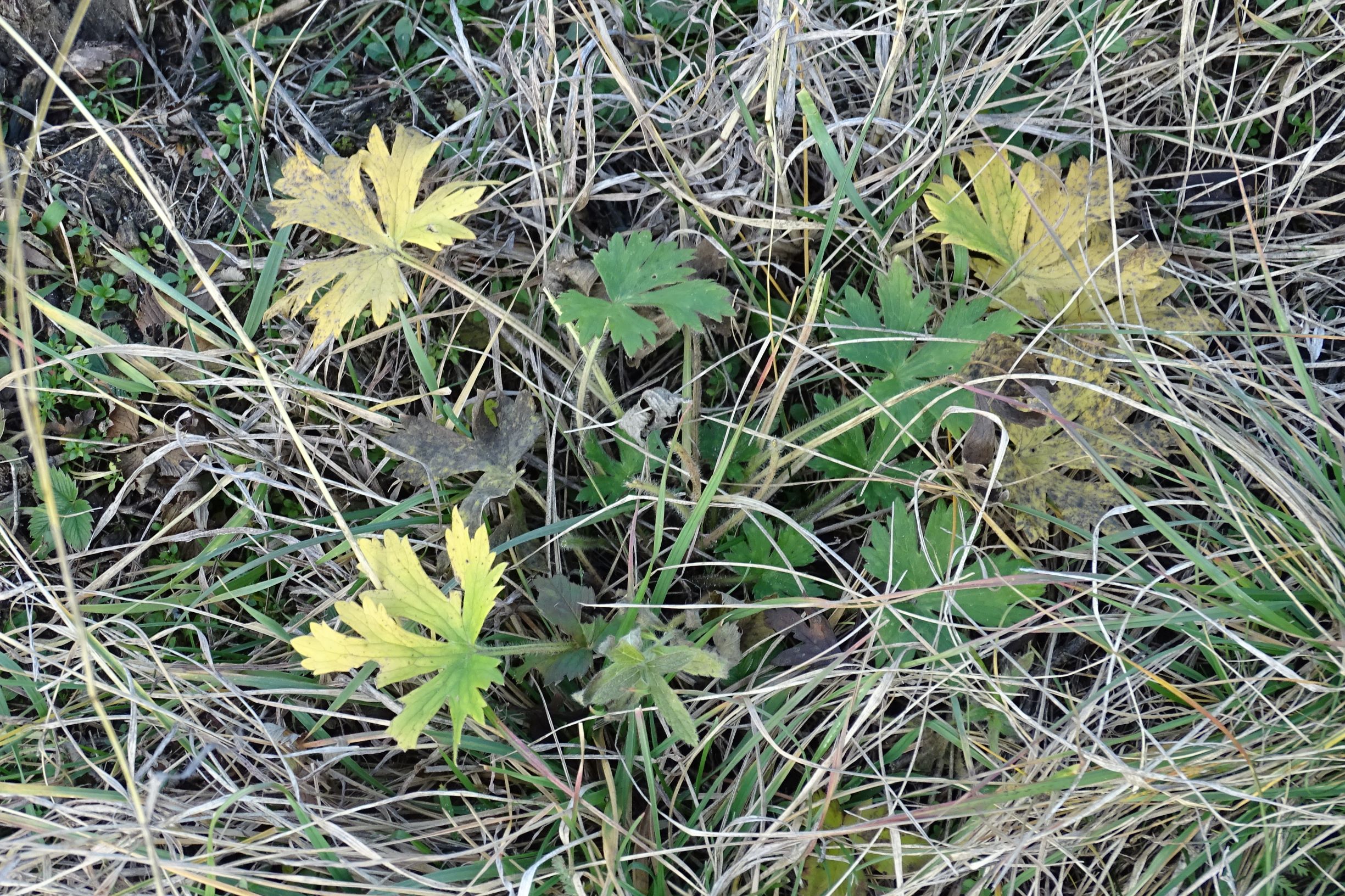 DSC04395 sandberge oberweiden, 2020-12-14, ranunculus cf. polyanthemos agg..JPG