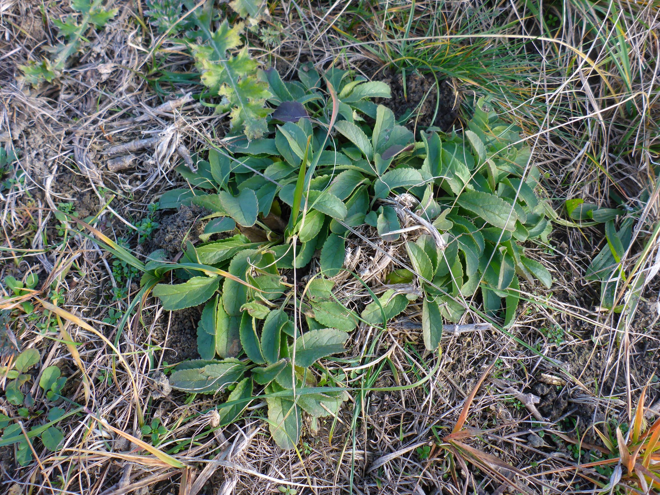 P2430427 sandberge oberweiden, 2020-12-14, veronica cf. spicata.JPG