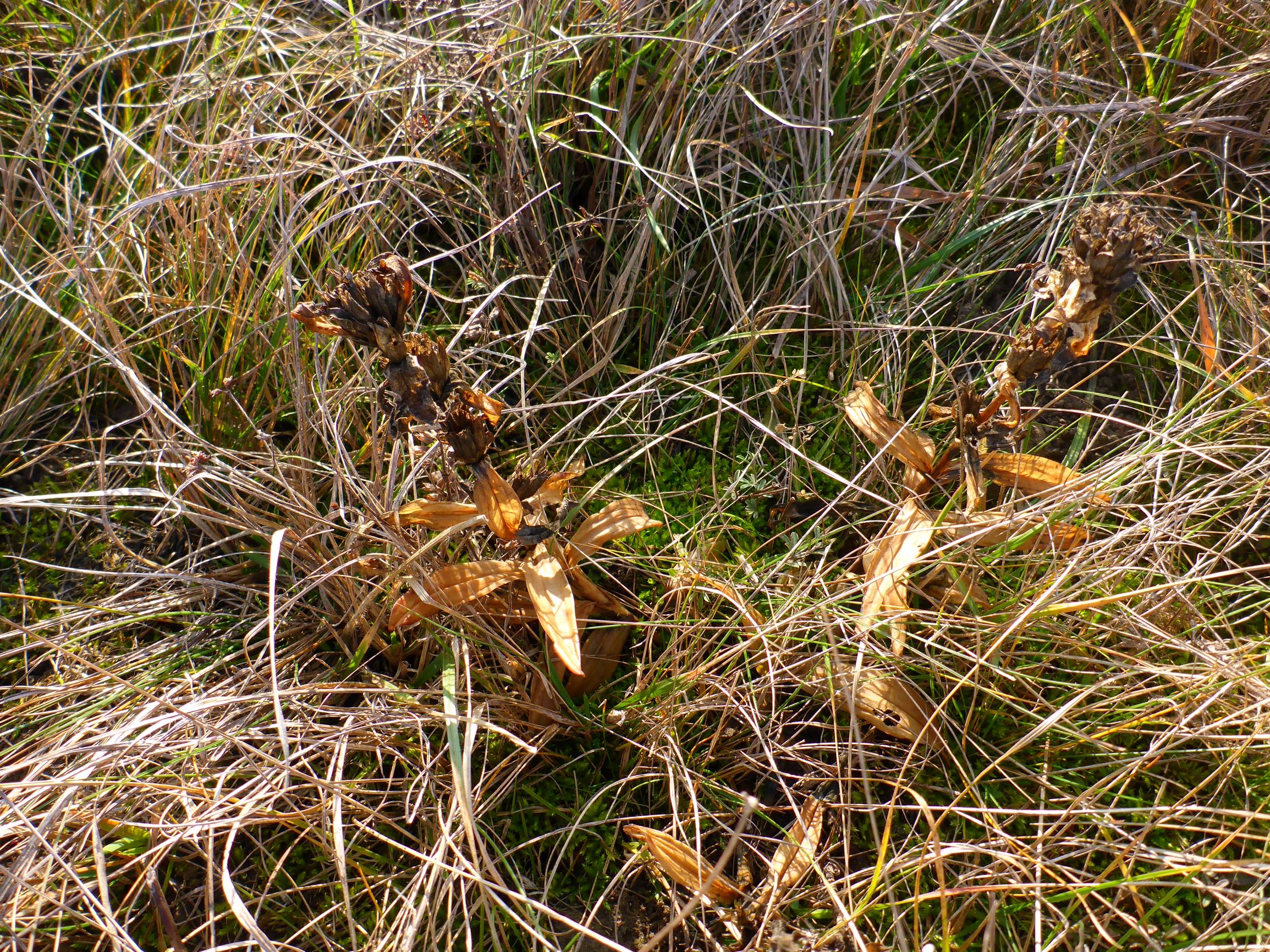 P2430432 sandberge oberweiden, 2020-12-14, gentiana cruciata.JPG