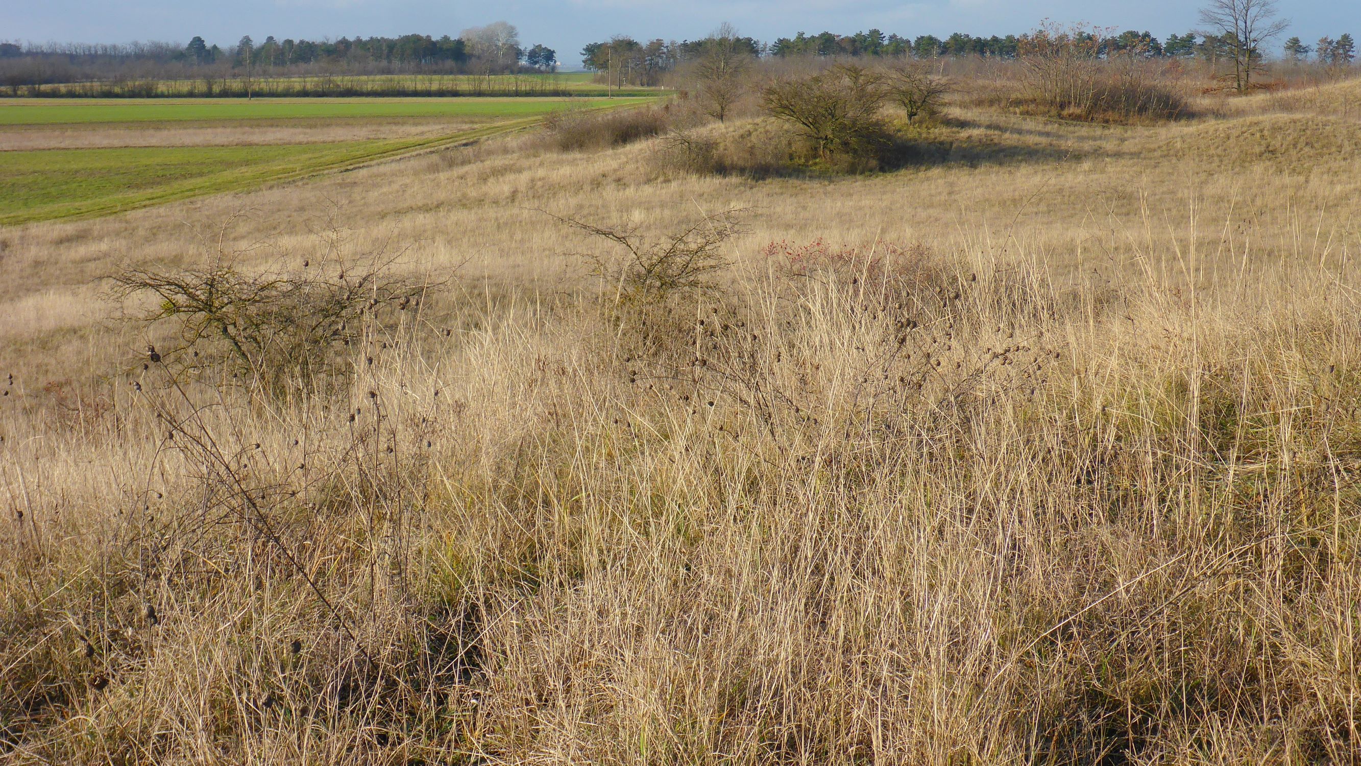 P2430448 sandberge oberweiden, 2020-12-14, nordteil.JPG