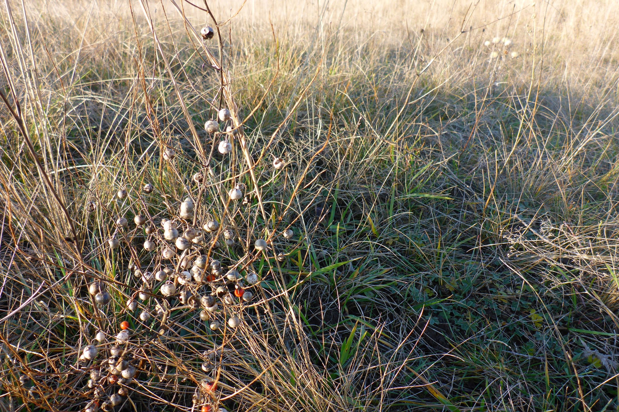 P2430449 sandberge oberweiden, 2020-12-14, asparagus officinalis.JPG