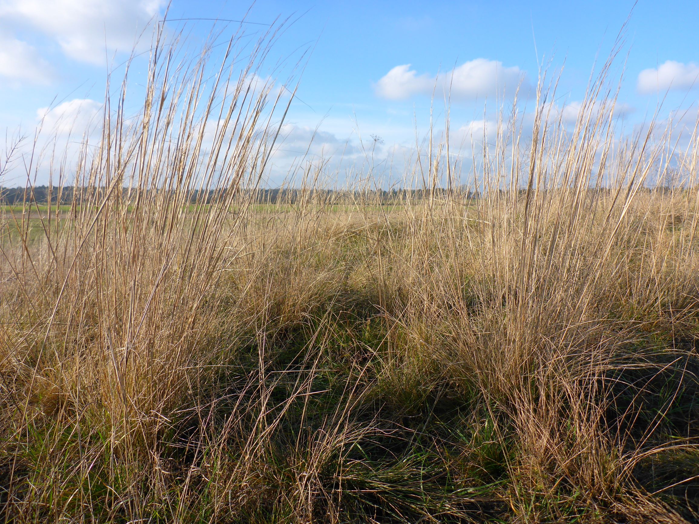 P2430452 sandberge oberweiden, 2020-12-14, stipa capillata.JPG