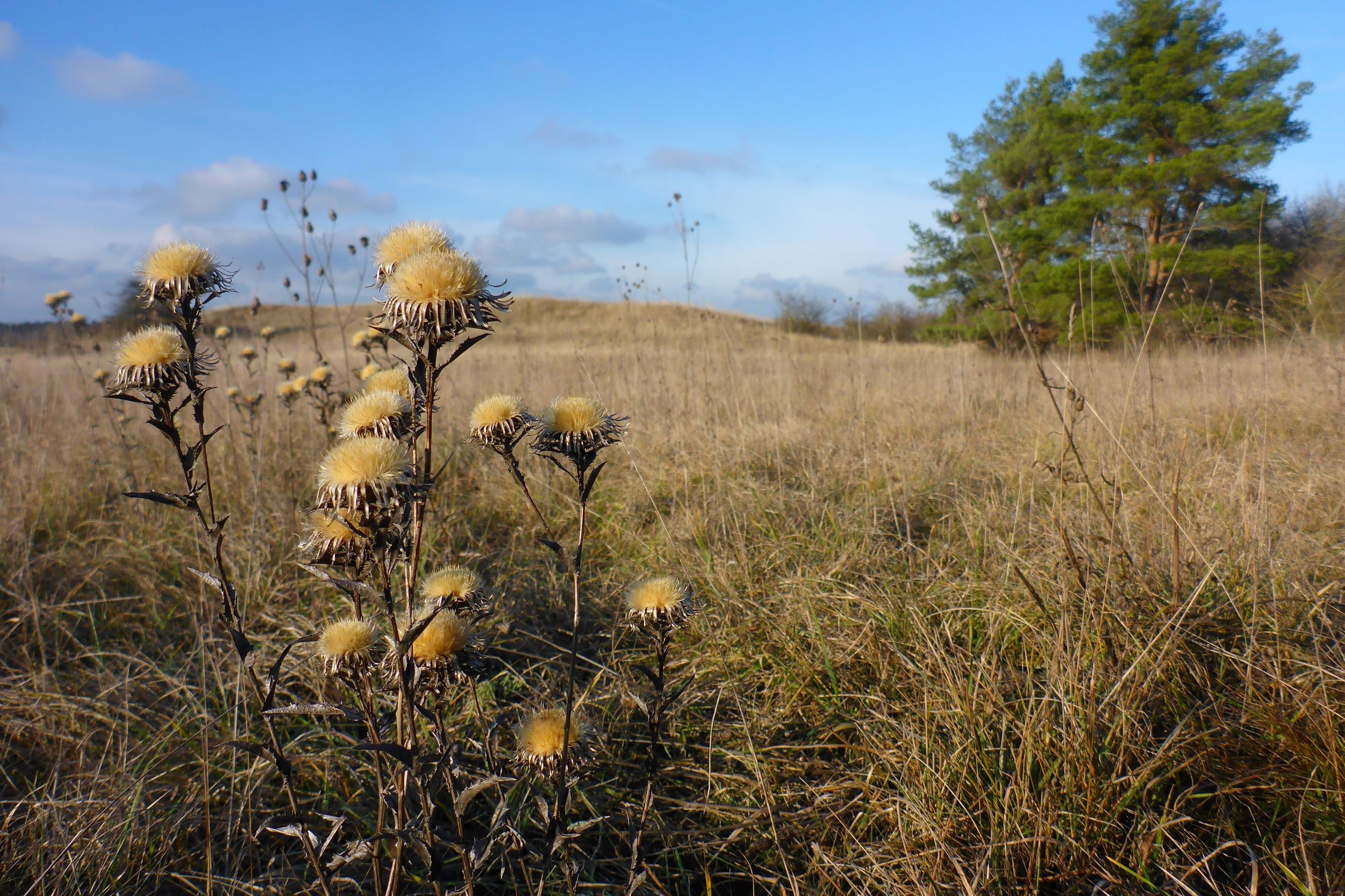 P2430460 sandberge oberweiden, 2020-12-14, carlina cf. biebersteinii brevibracteata.JPG