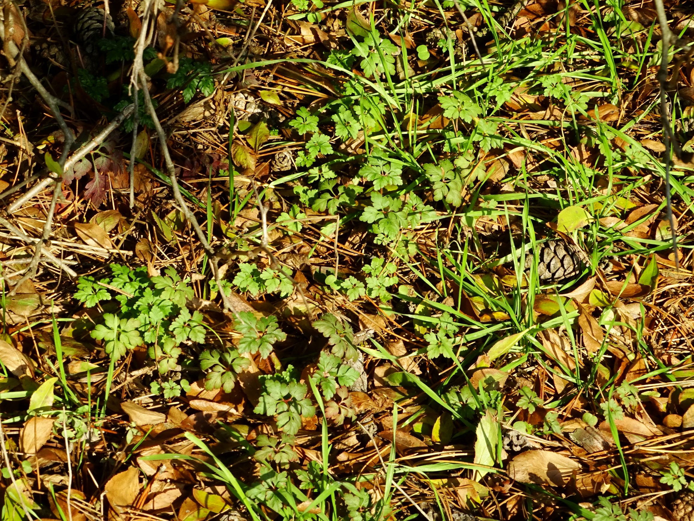 DSC04447 sandberge oberweiden, 2020-12-14, geranium robertianum.JPG