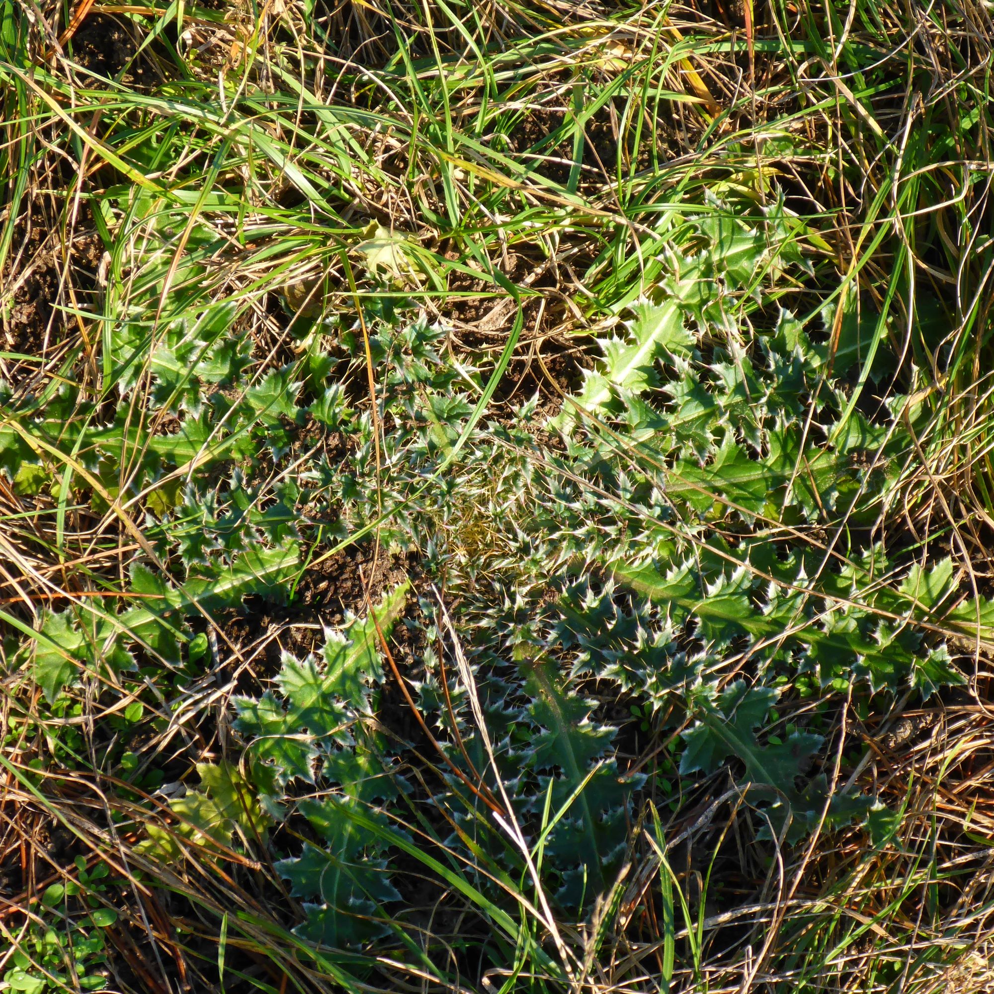 P2430479 sandberge oberweiden, 2020-12-14, carduus nutans.JPG