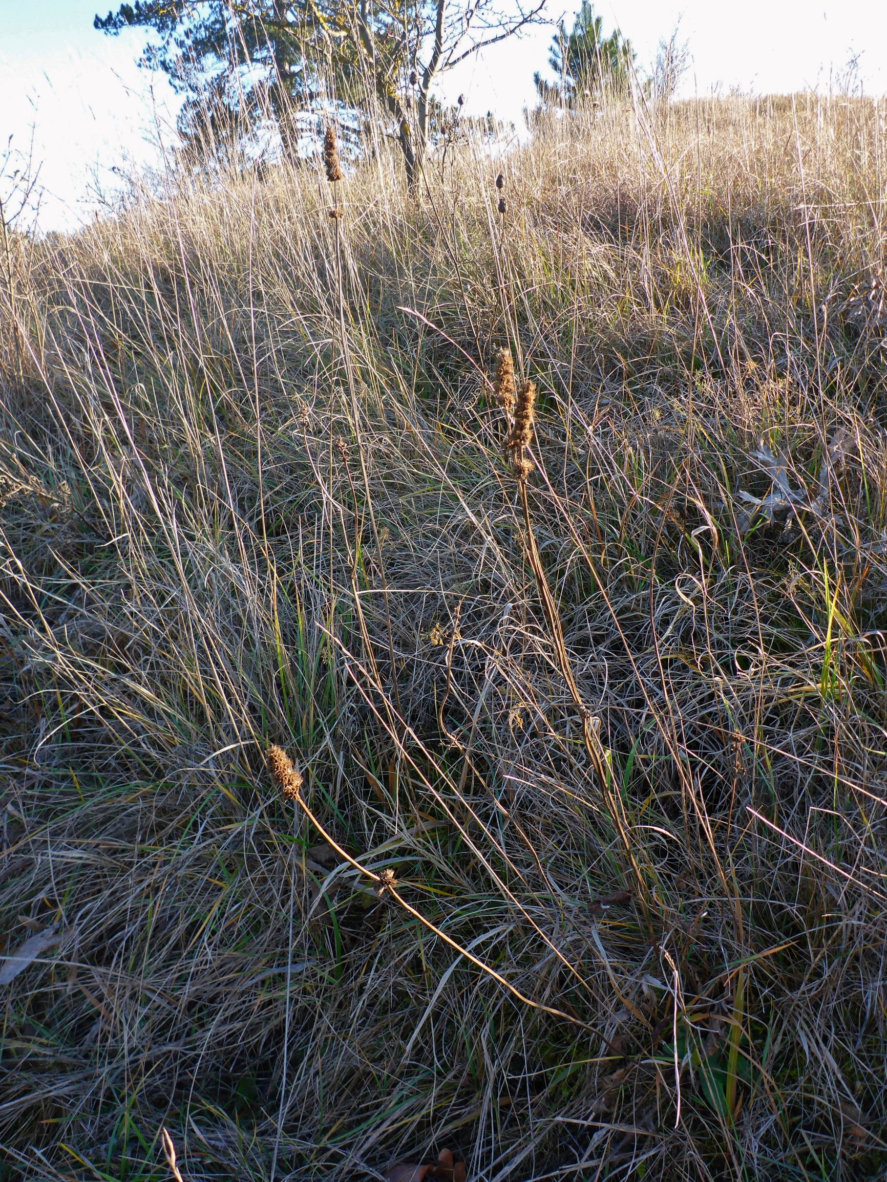 P2430500 sandberge oberweiden, 2020-12-14, betonica officinalis.JPG