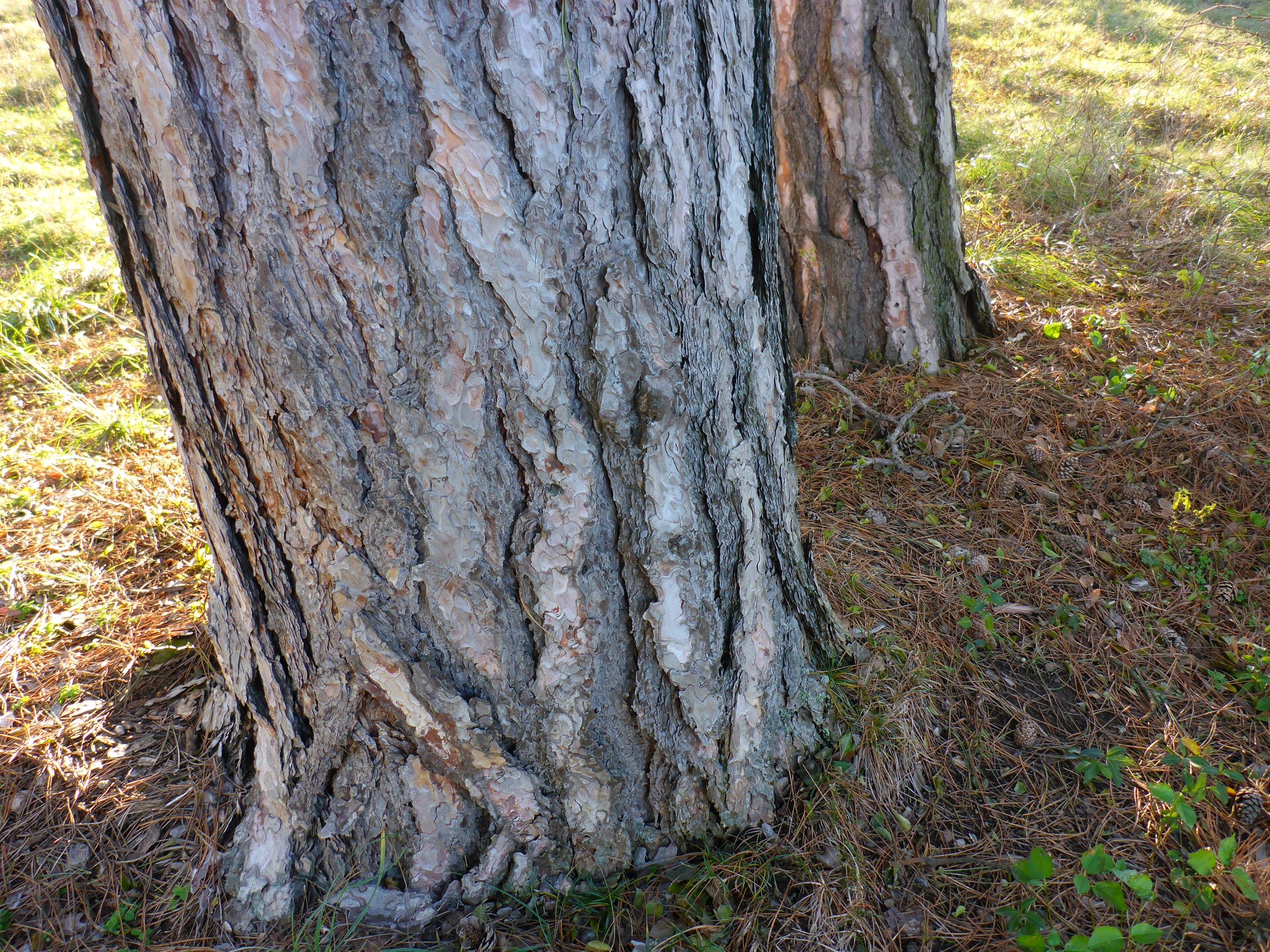 P2430505 sandberge oberweiden, 2020-12-14, pinus nigra.JPG