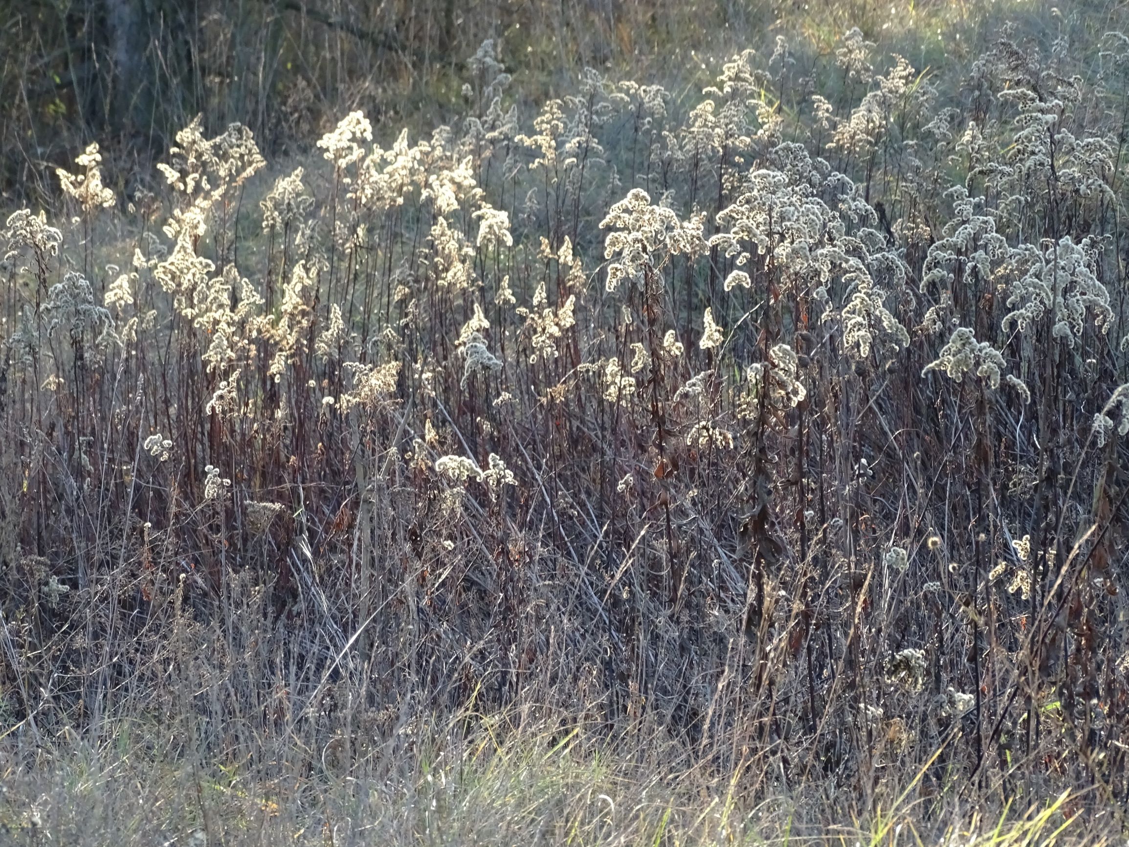 DSC04459 sandberge oberweiden, 2020-12-14, solidago gigantea.JPG