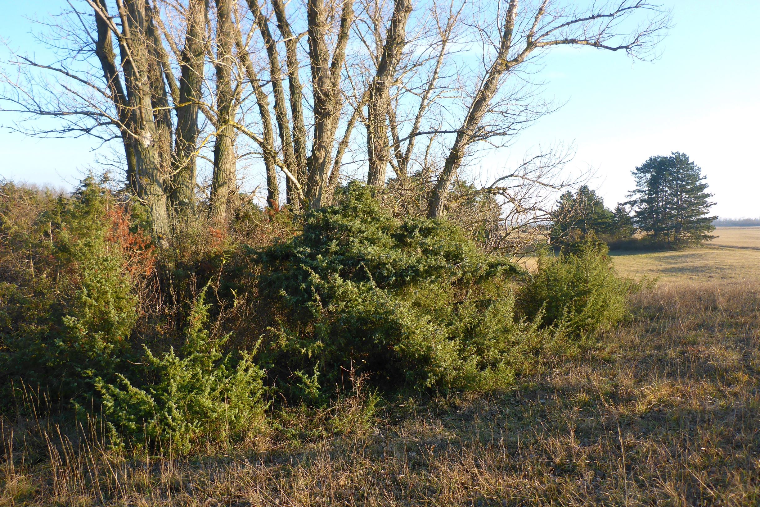 P2430550 sandberge oberweiden, 2020-12-14, populus nigra, juniperus c. communis.JPG