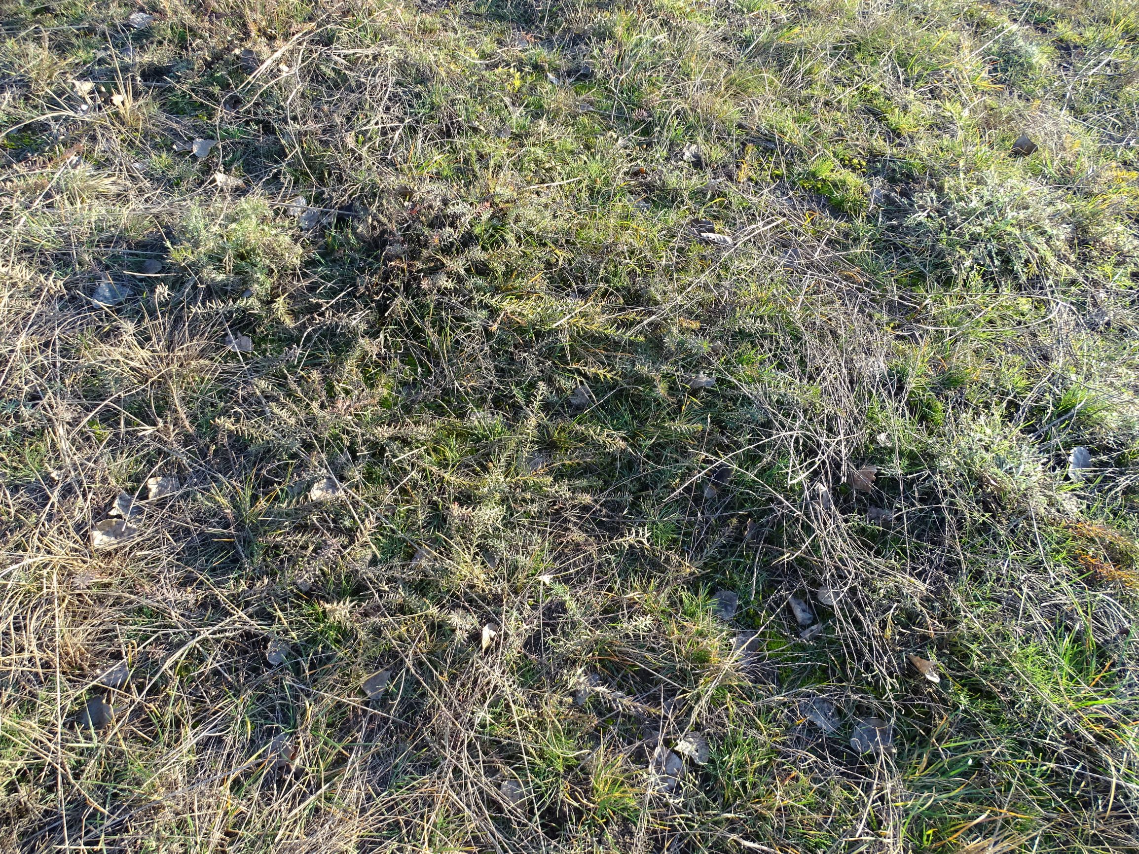 DSC04534 sandberge oberweiden, 2020-12-14, linum cf. austriacum.JPG