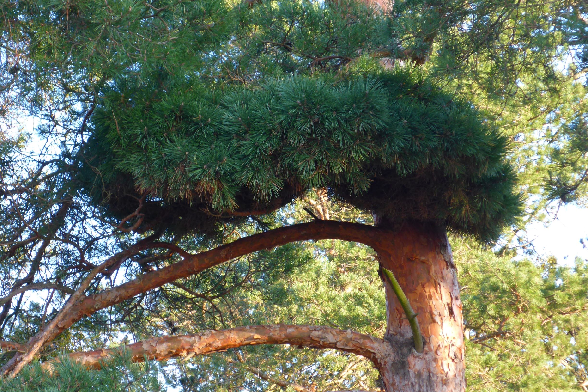 P2430563 sandberge oberweiden, 2020-12-14, pinus sylvestris, hexenbesen.JPG