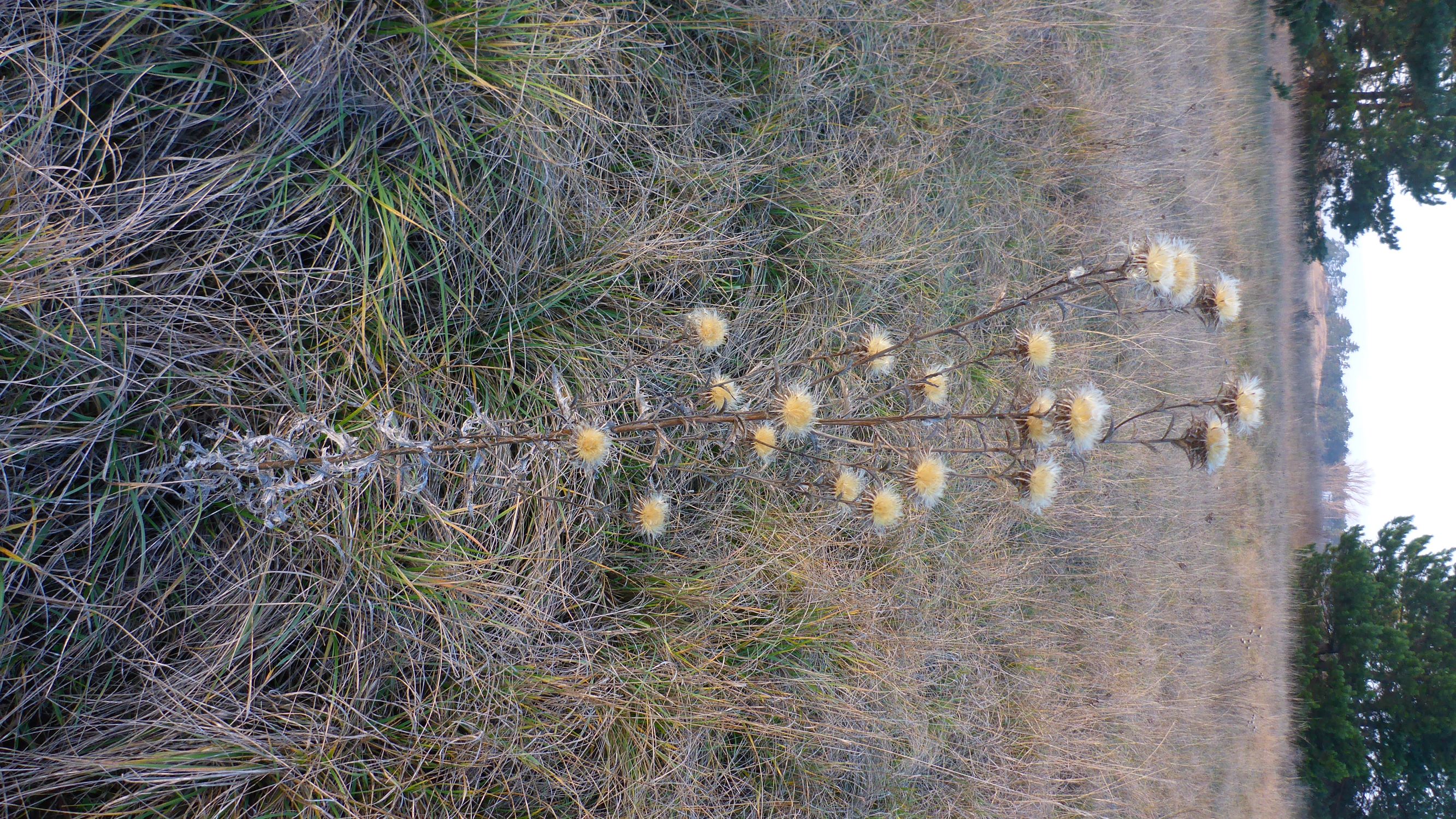 P2430594 sandberge oberweiden, 2020-12-14, carlina vulgaris agg..JPG