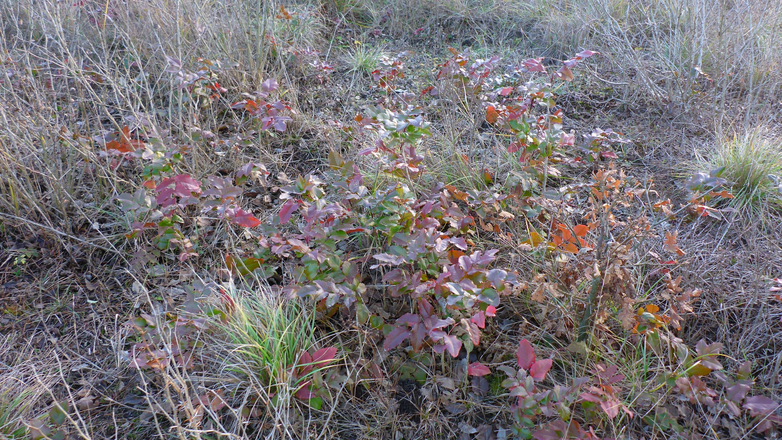 P2430598 sandberge oberweiden, 2020-12-14, mahonia aquifolium.JPG