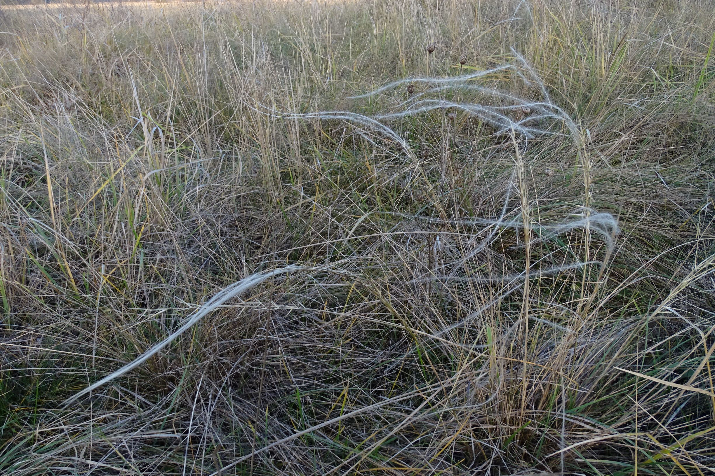 DSC04634 sandberge oberweiden, 2020-12-14, stipa pennata agg..JPG