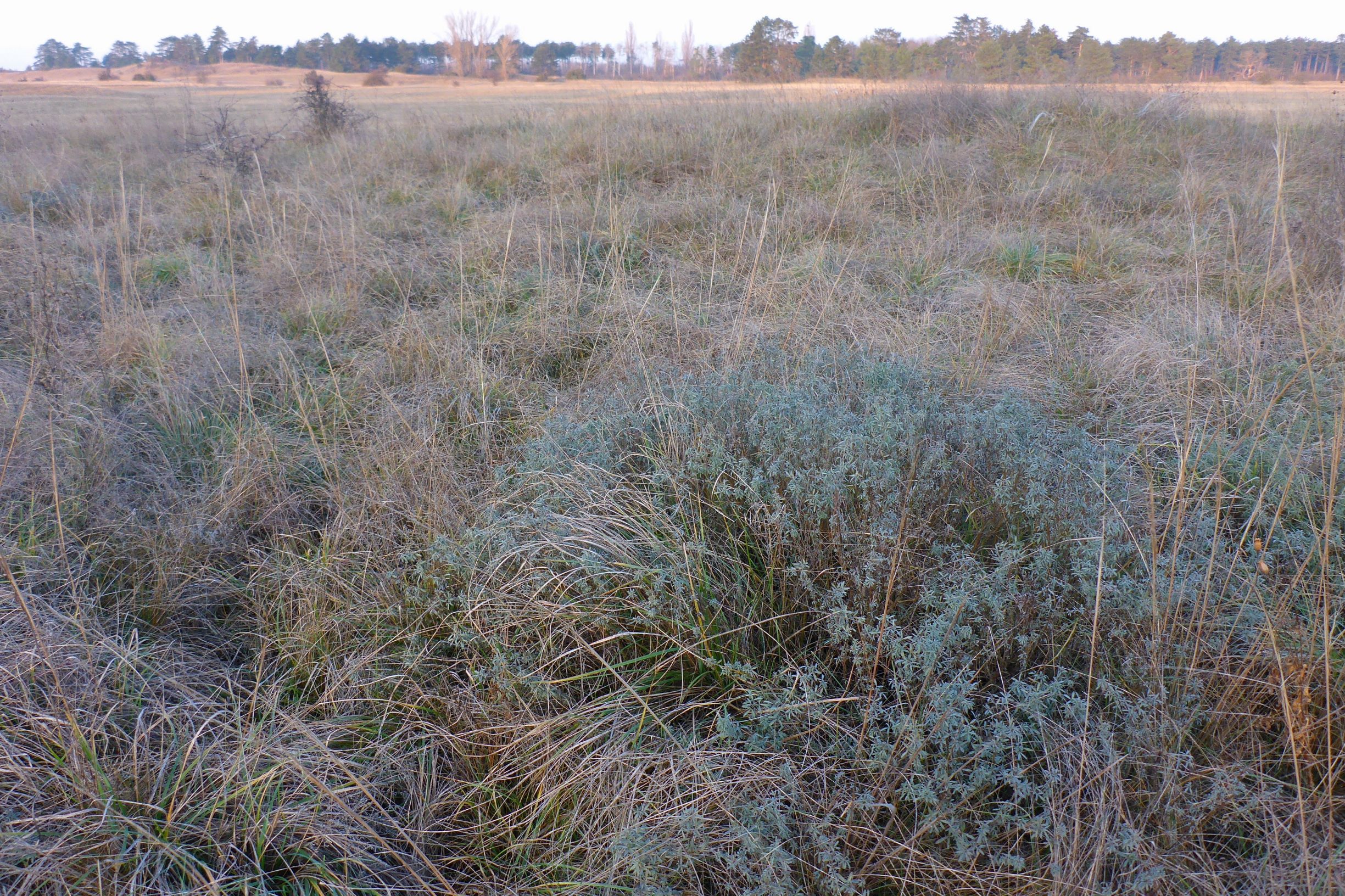 P2430617 sandberge oberweiden, 2020-12-14, chamaecytisus sp., stipa capillata etc.JPG