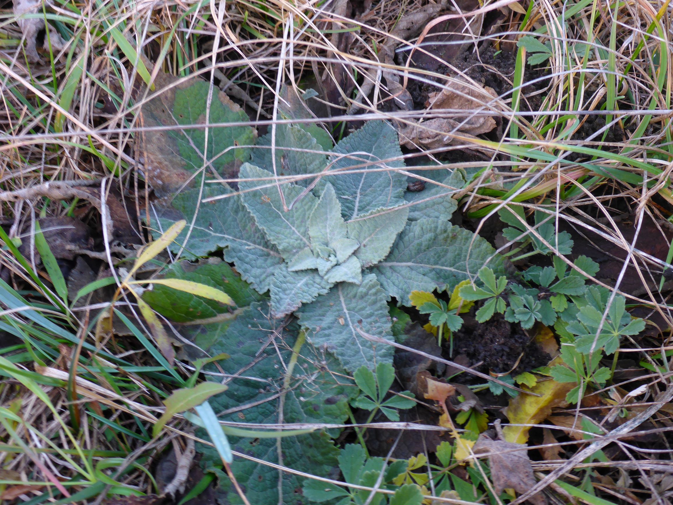 P2430623 sandberge oberweiden, 2020-12-14, verbascum lychnitis, potentilla incana, falcaria vulgaris etc.JPG