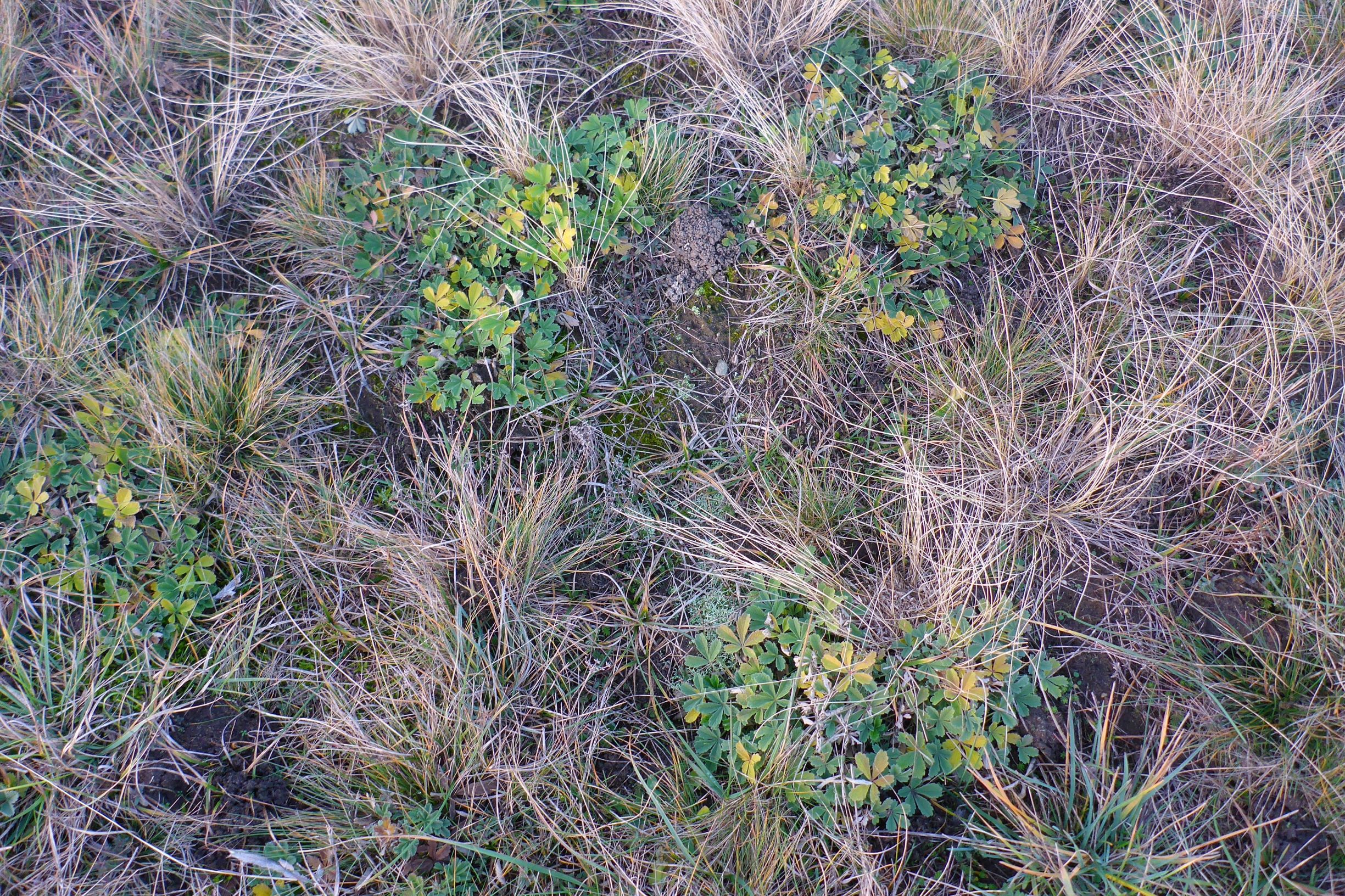 P2430630 sandberge oberweiden, 2020-12-14, potentilla incana etc.JPG